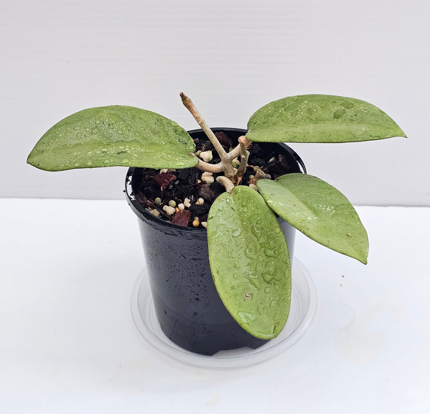 💥Hoya 'Silver Dollar'💥
