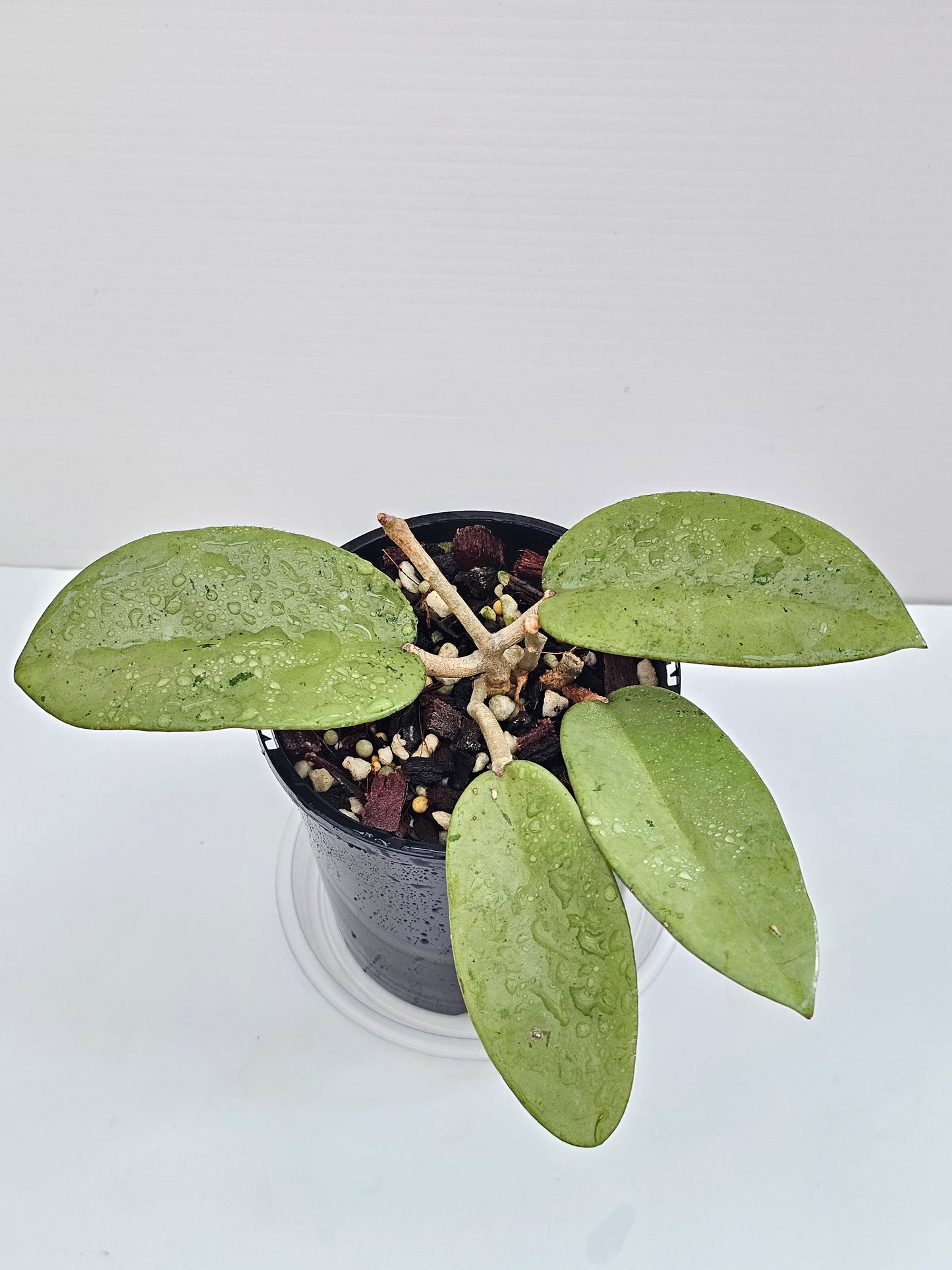 💥Hoya 'Silver Dollar'💥