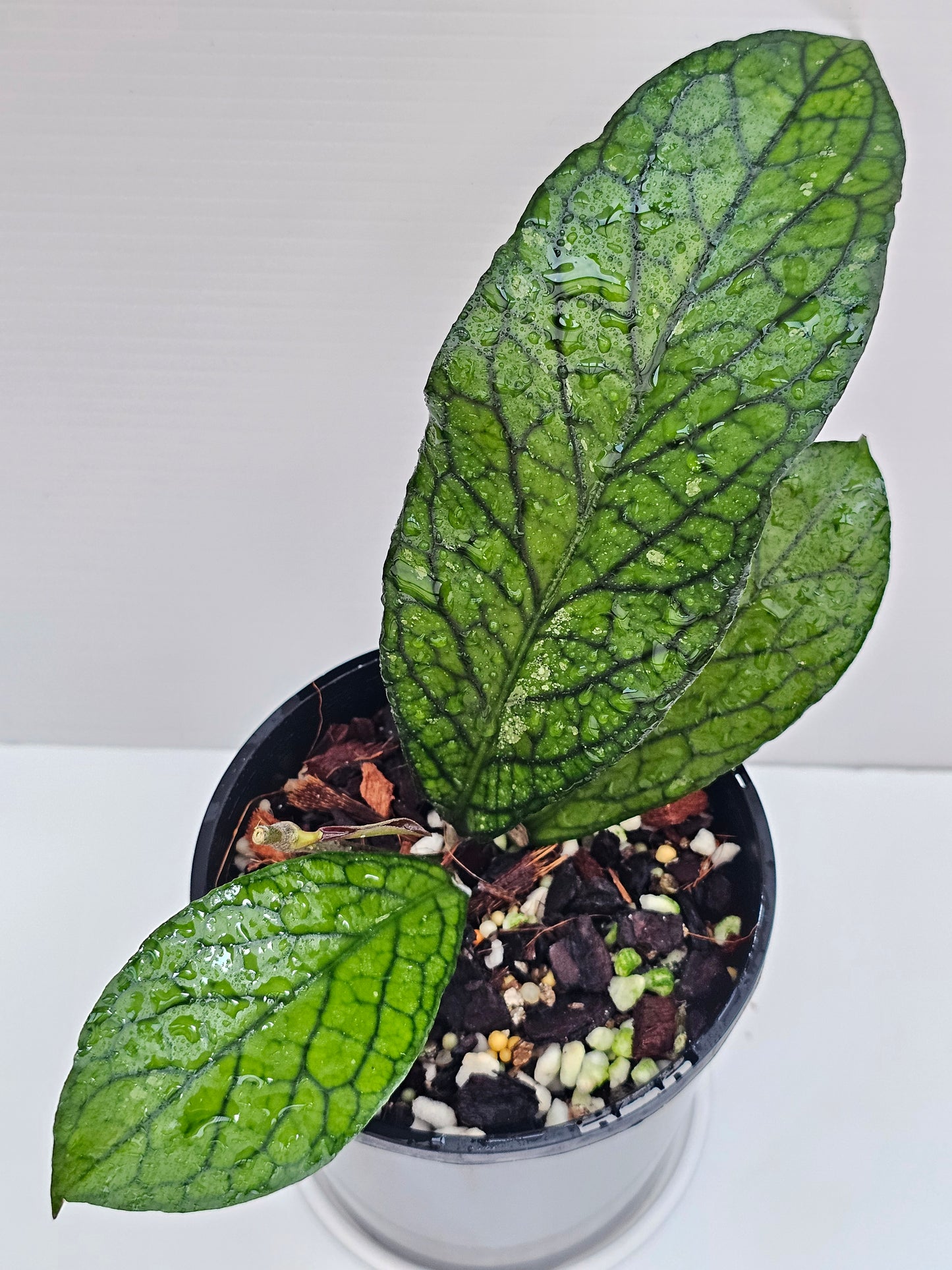 💥💫Hoya sp. Lampung💫💥