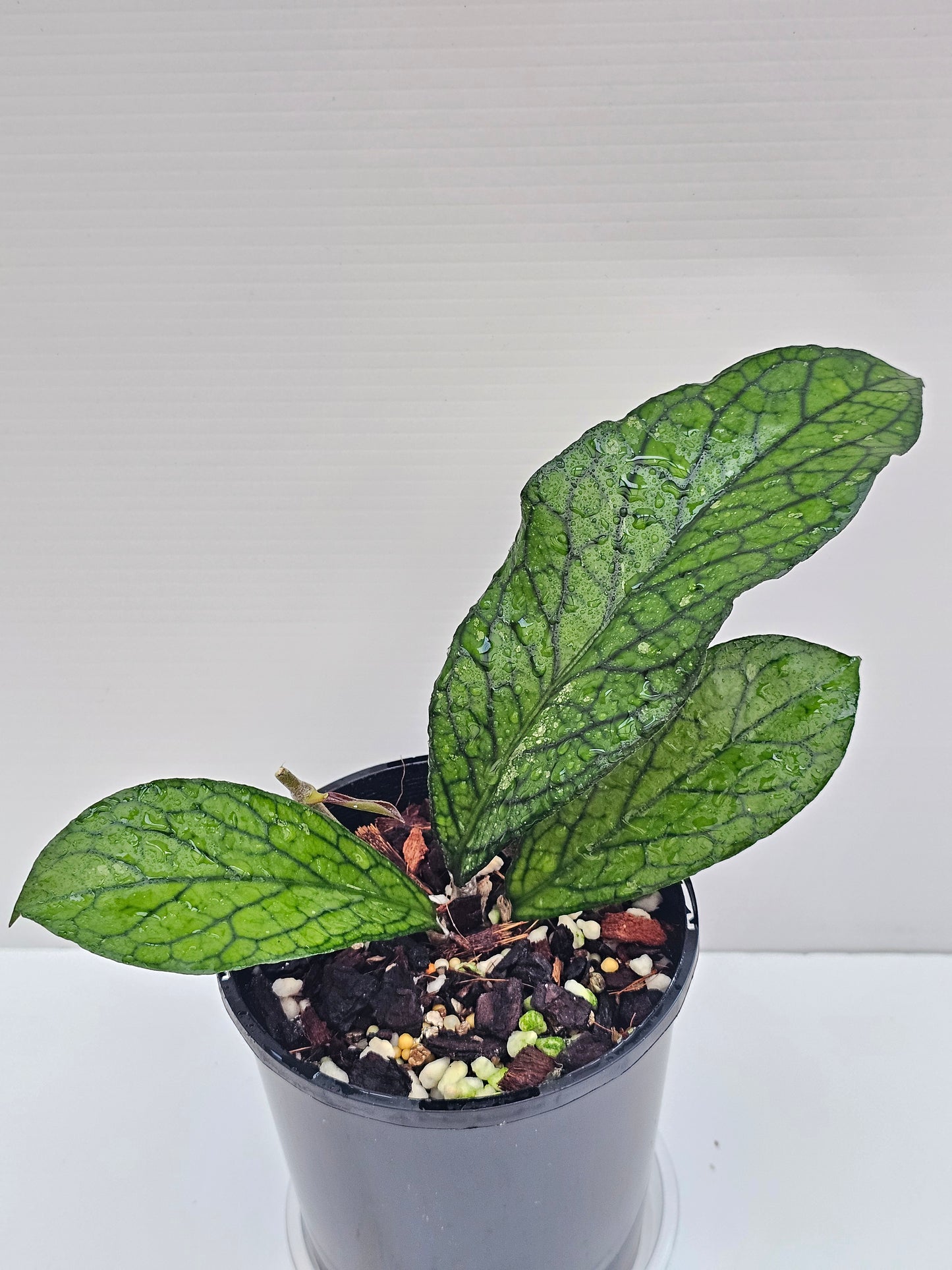 💥💫Hoya sp. Lampung💫💥