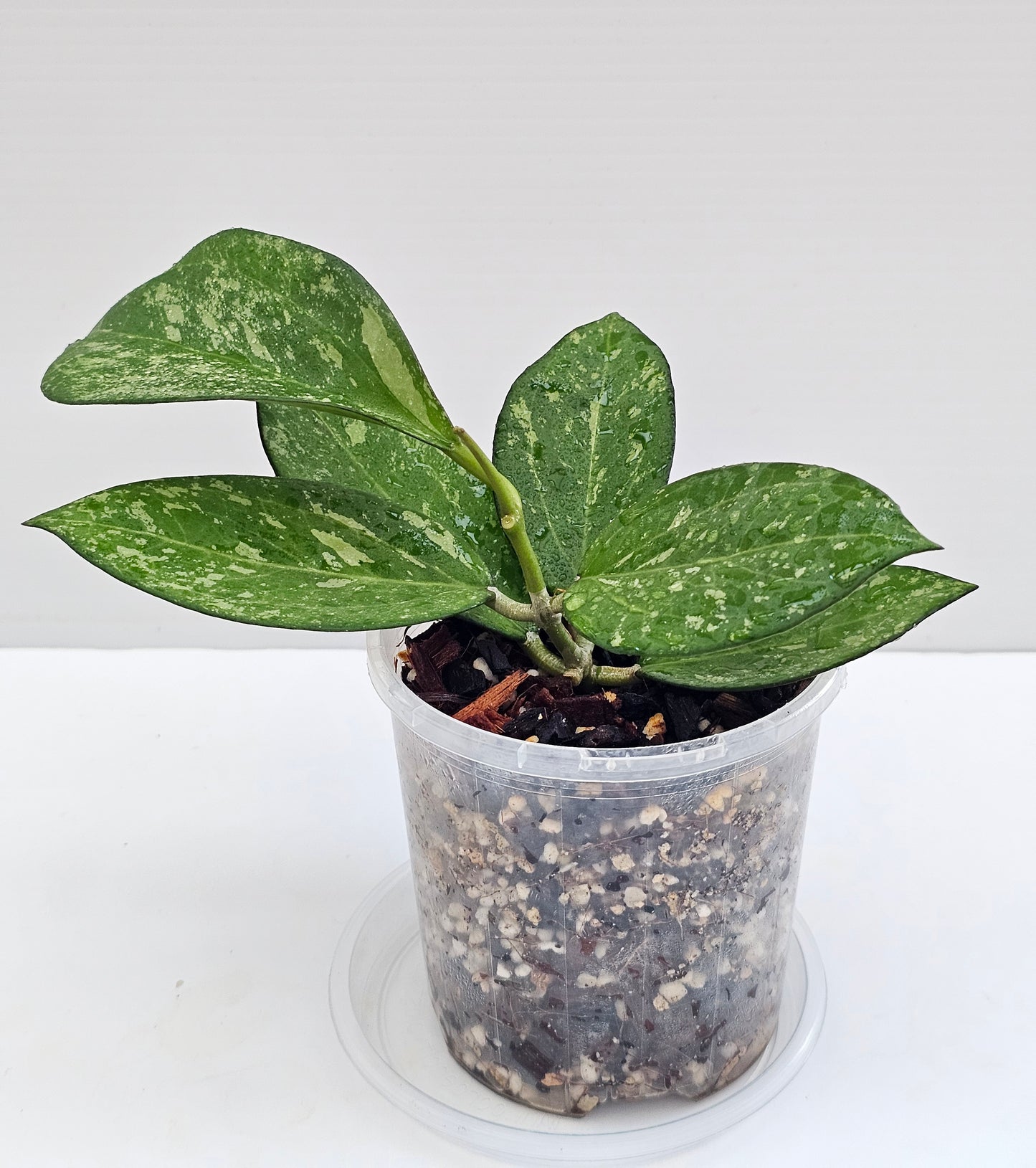 💥Hoya icensis 'Splash'💥