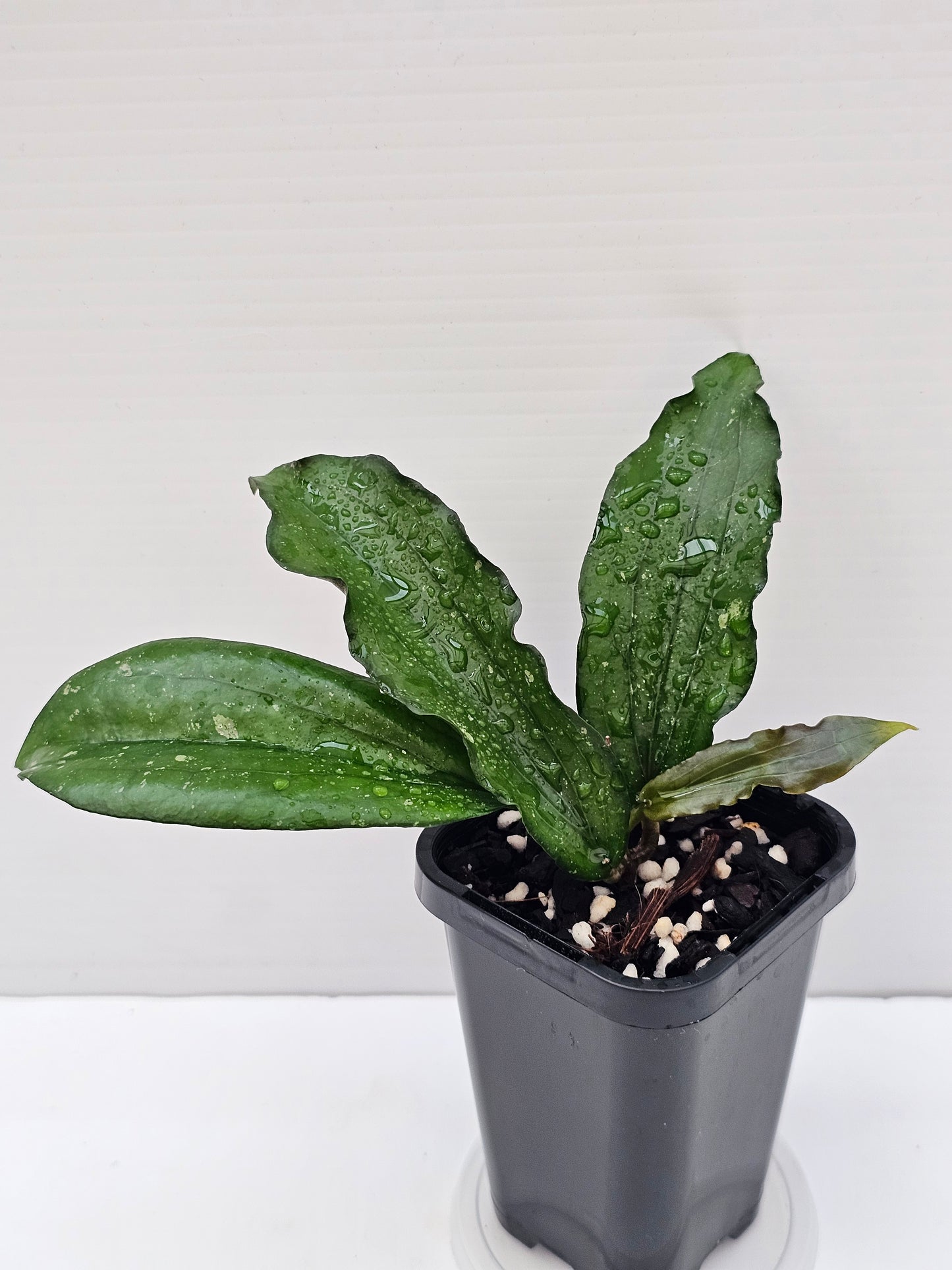 Hoya erythrina