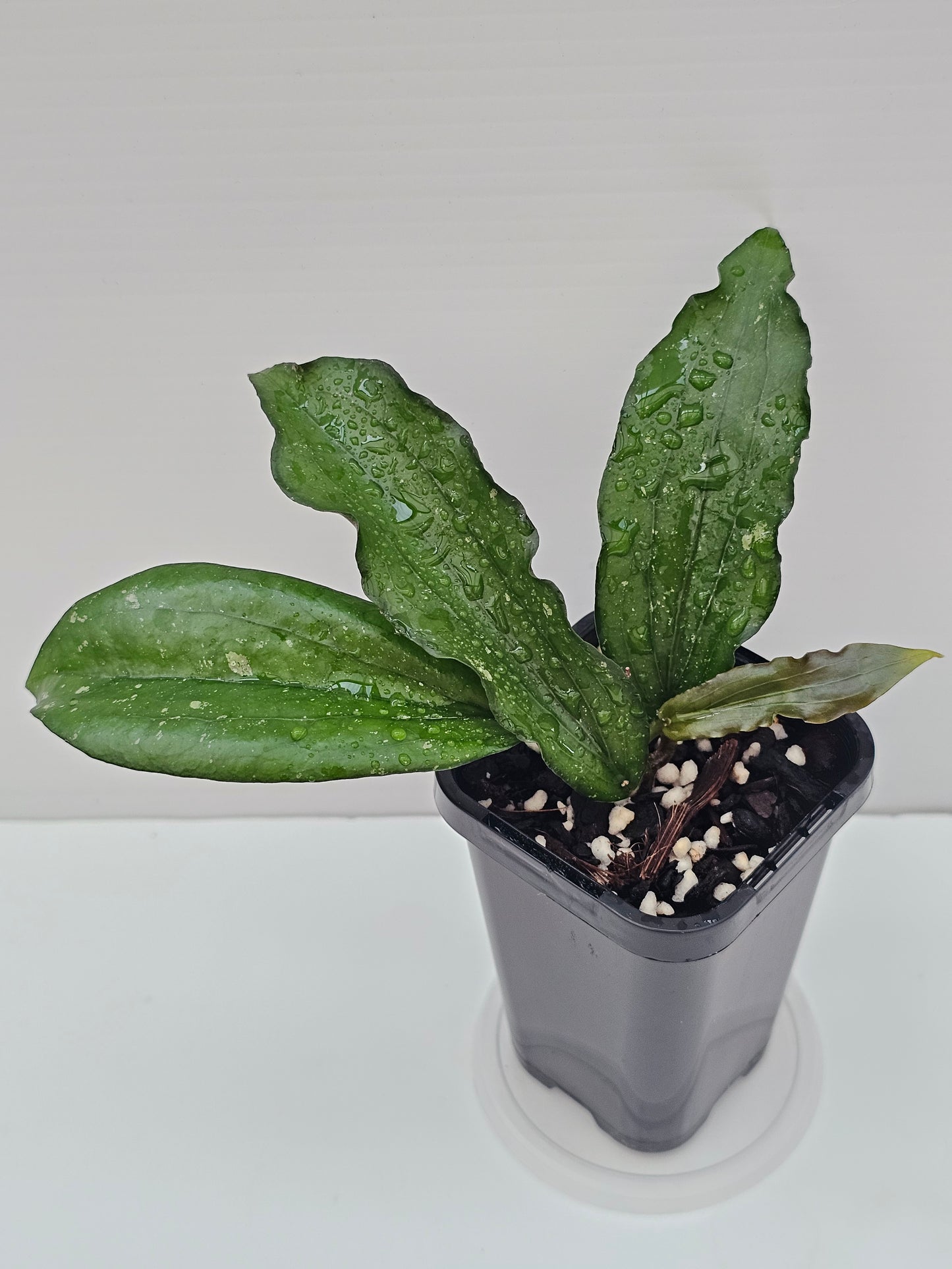 Hoya erythrina