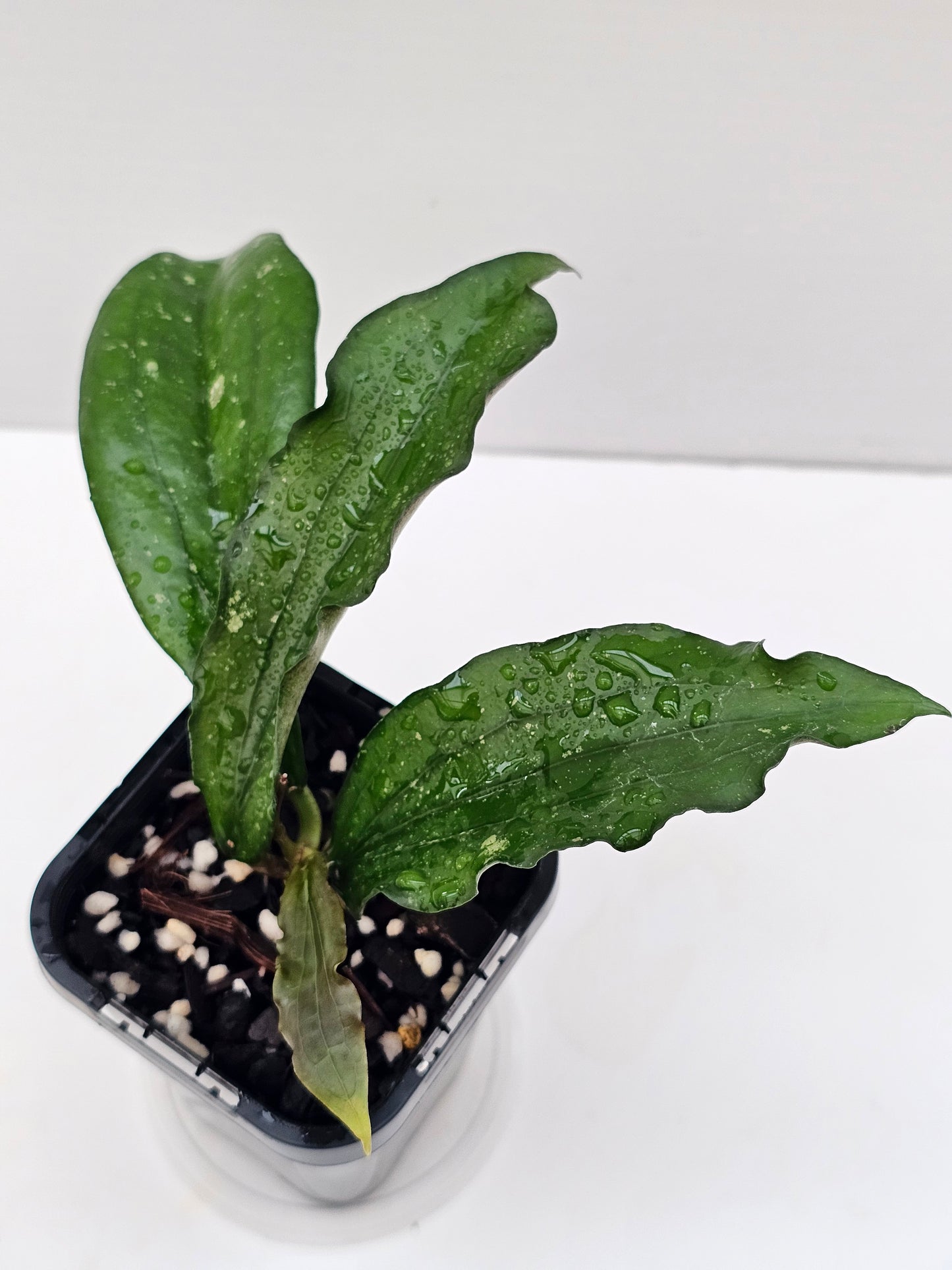 Hoya erythrina