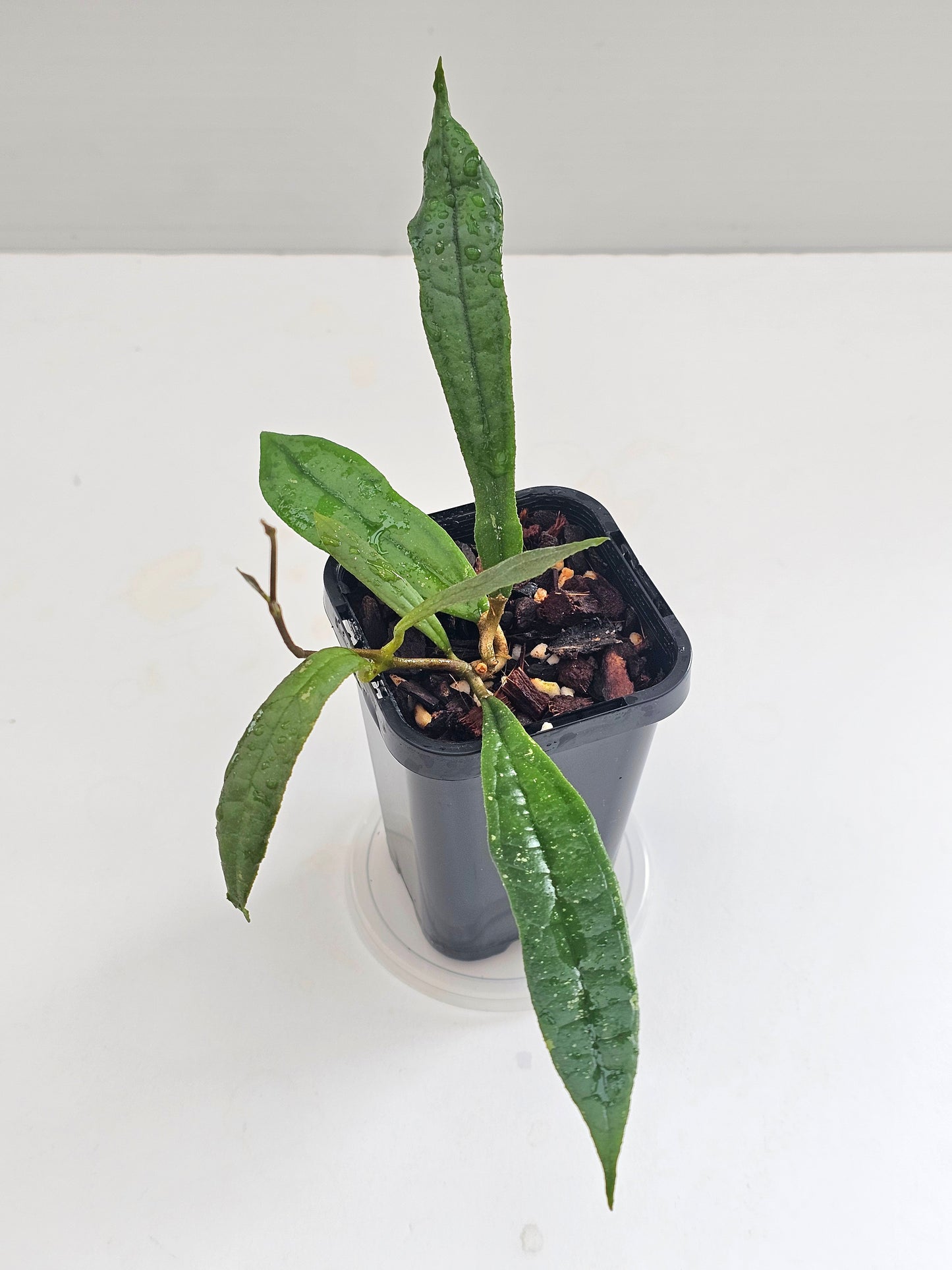 Hoya rigidifolia