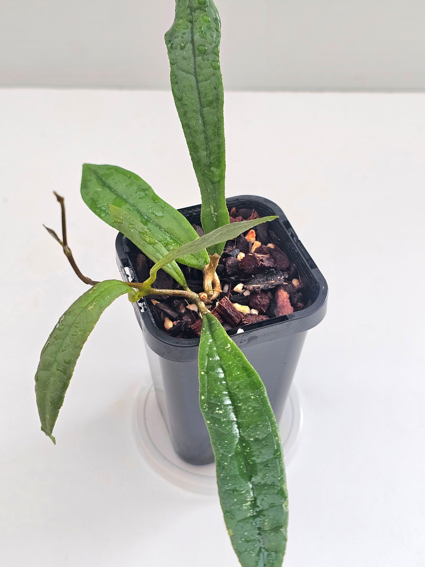 Hoya rigidifolia