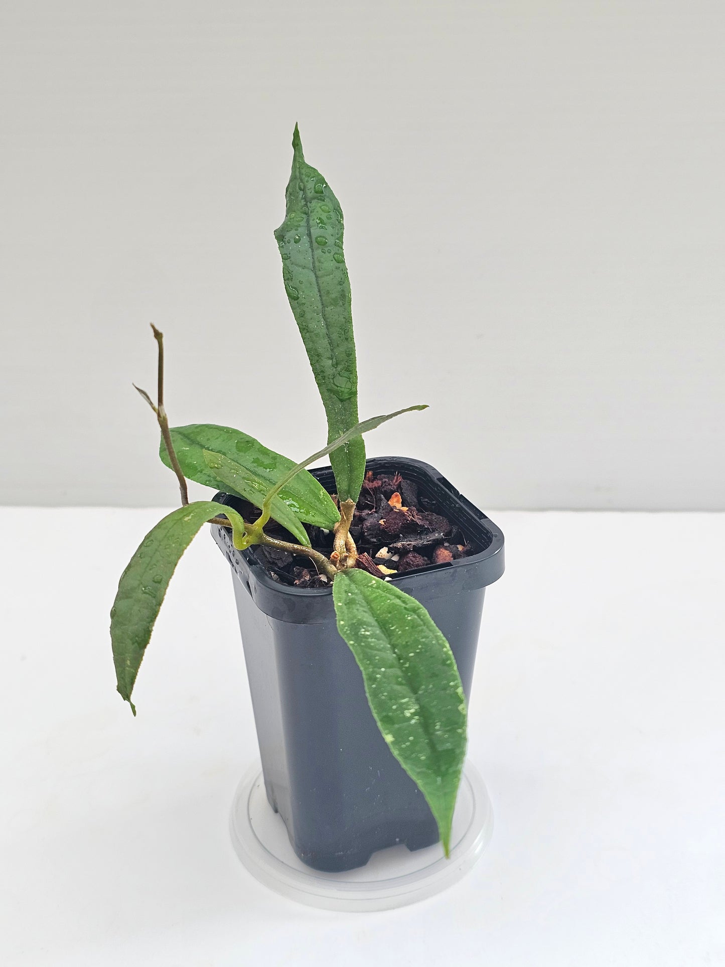 Hoya rigidifolia