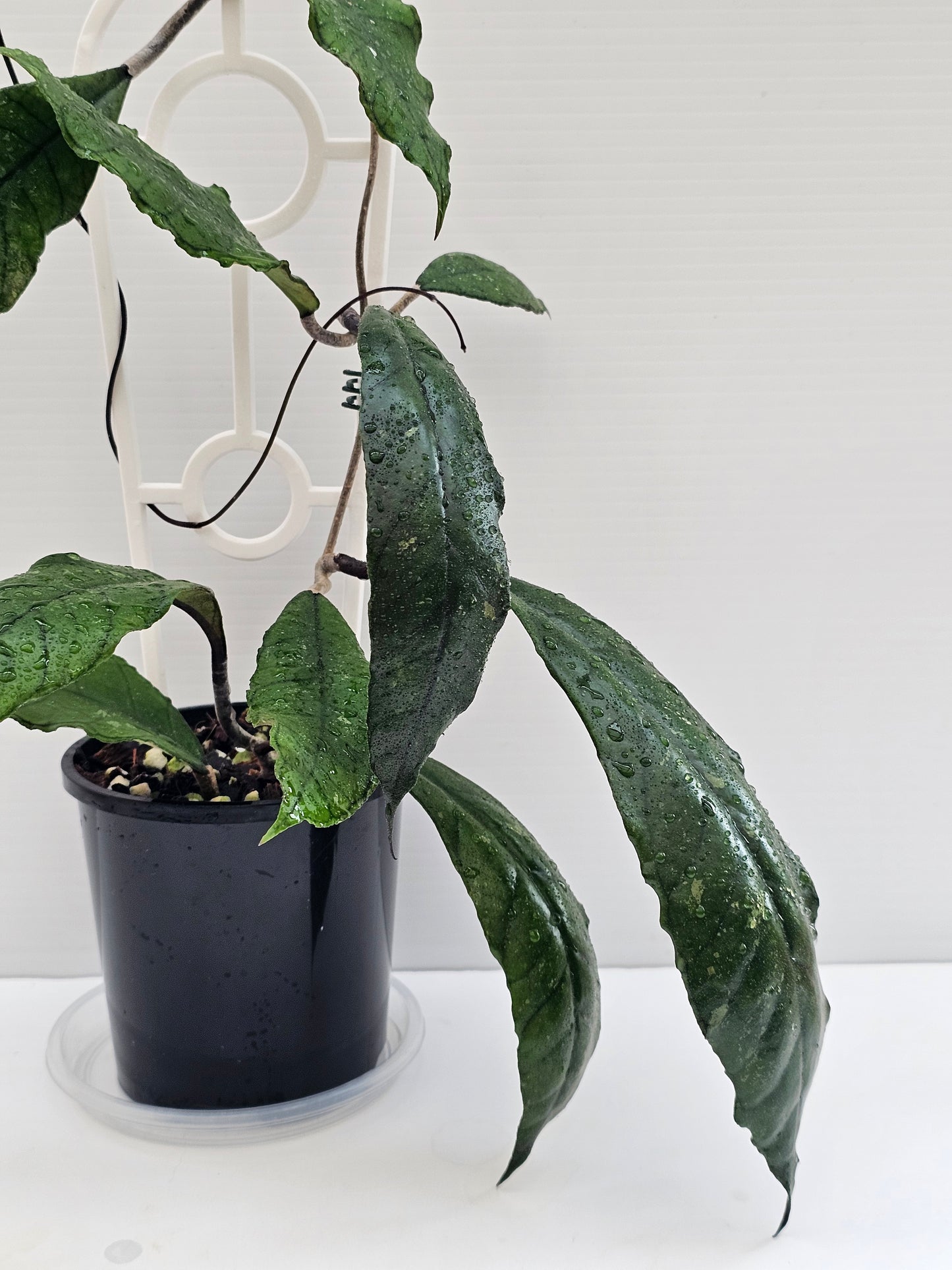 Hoya finlaysonii (Long Leaf) different clone