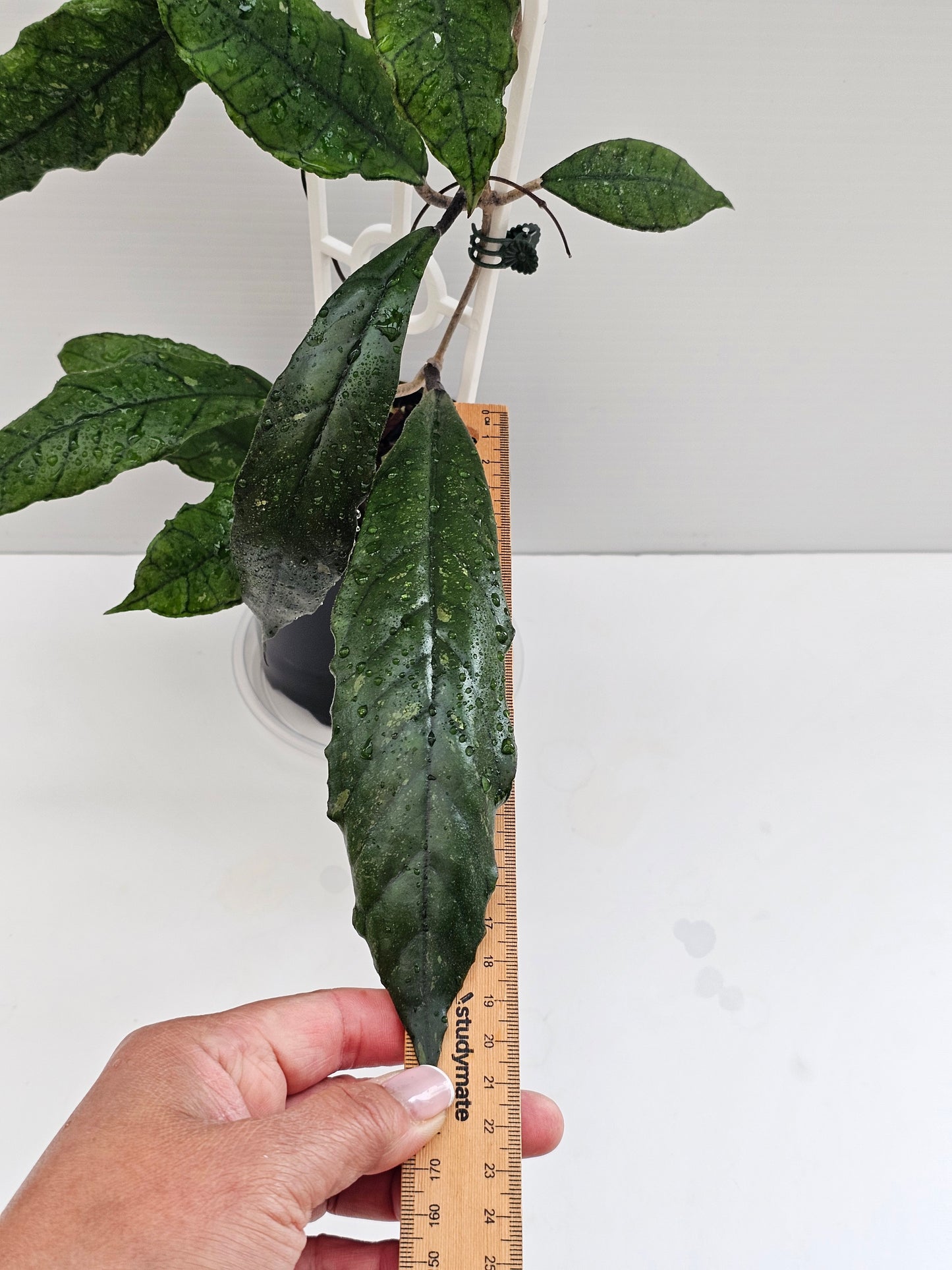 Hoya finlaysonii (Long Leaf) different clone