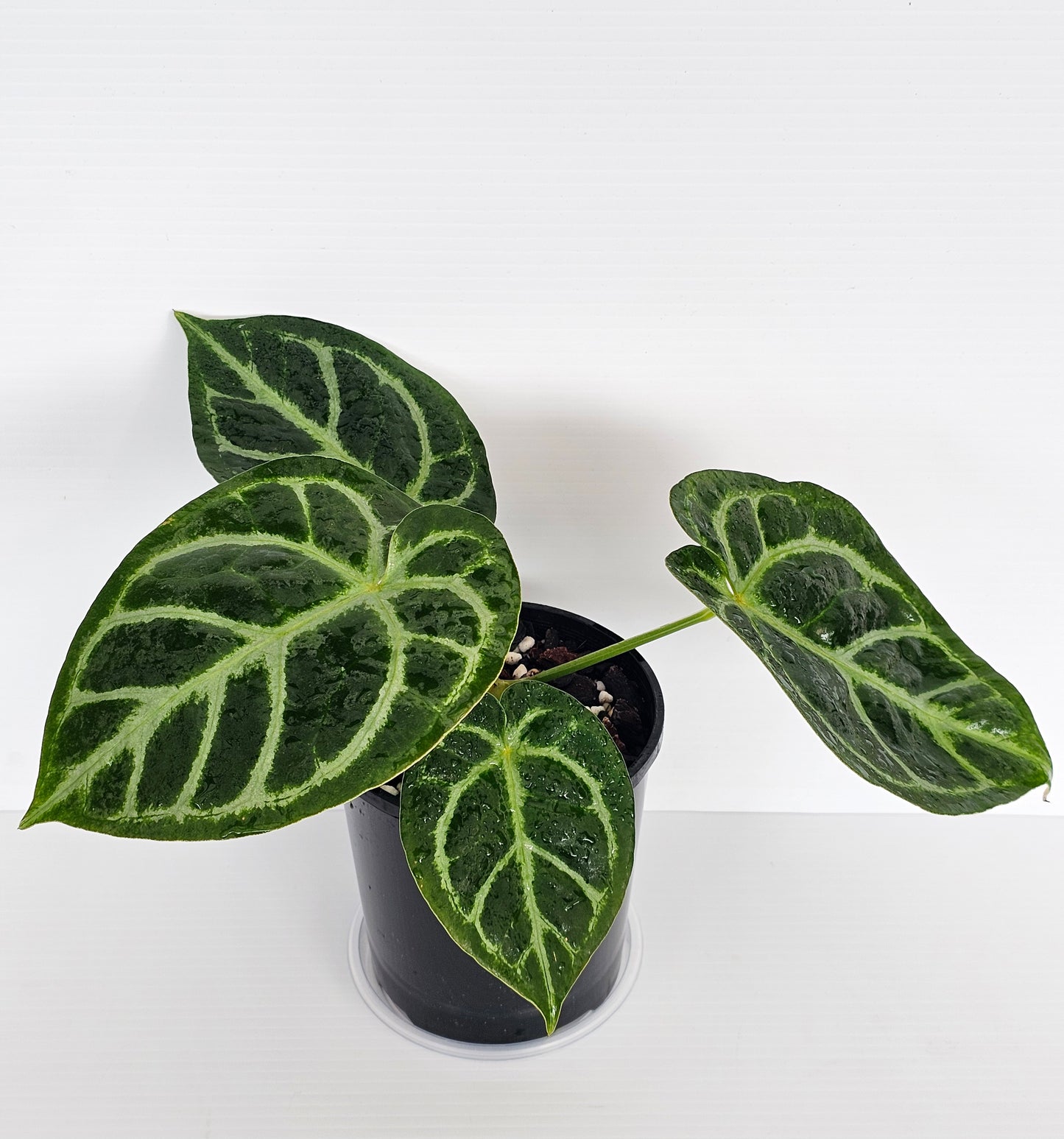 Anthurium doroyaki x
