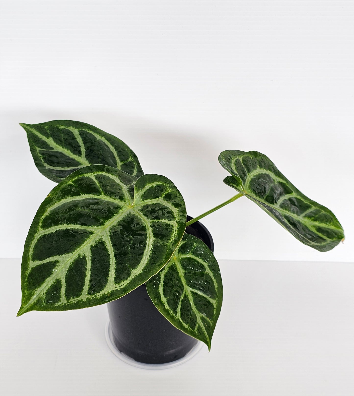 Anthurium doroyaki x