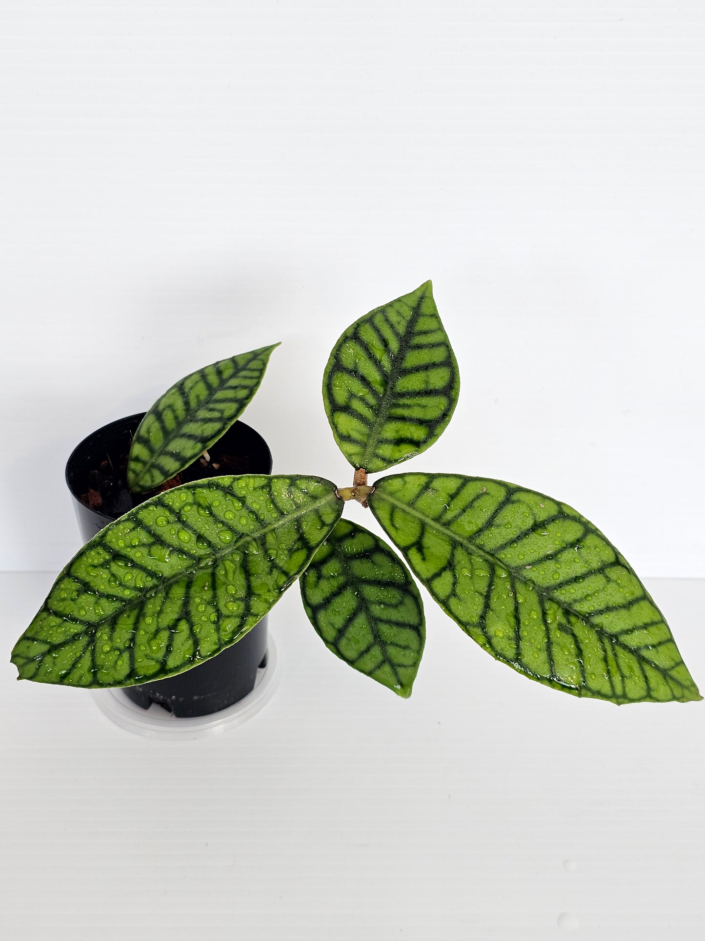 Hoya sp. Kalimantan
