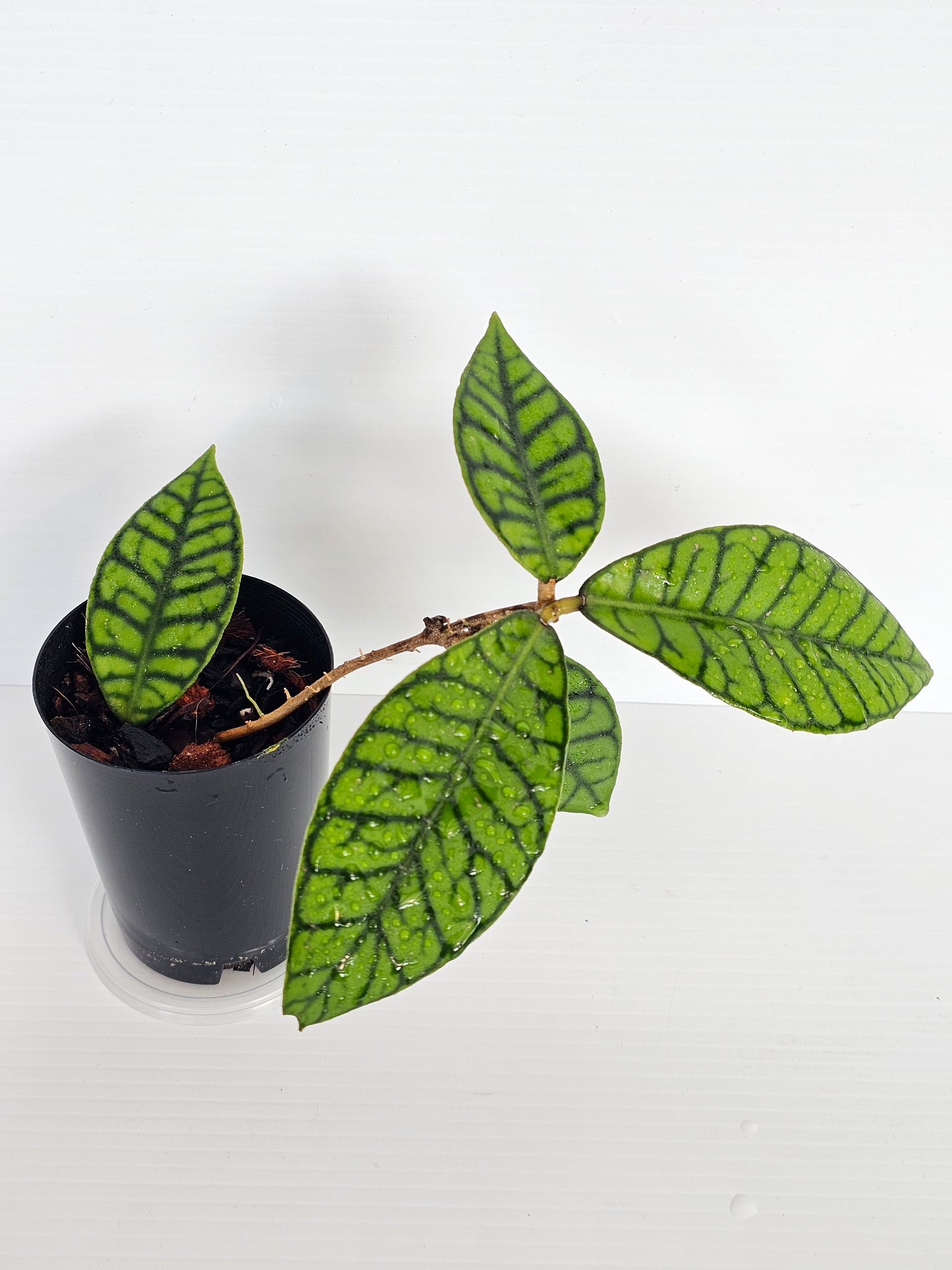 Hoya sp. Kalimantan