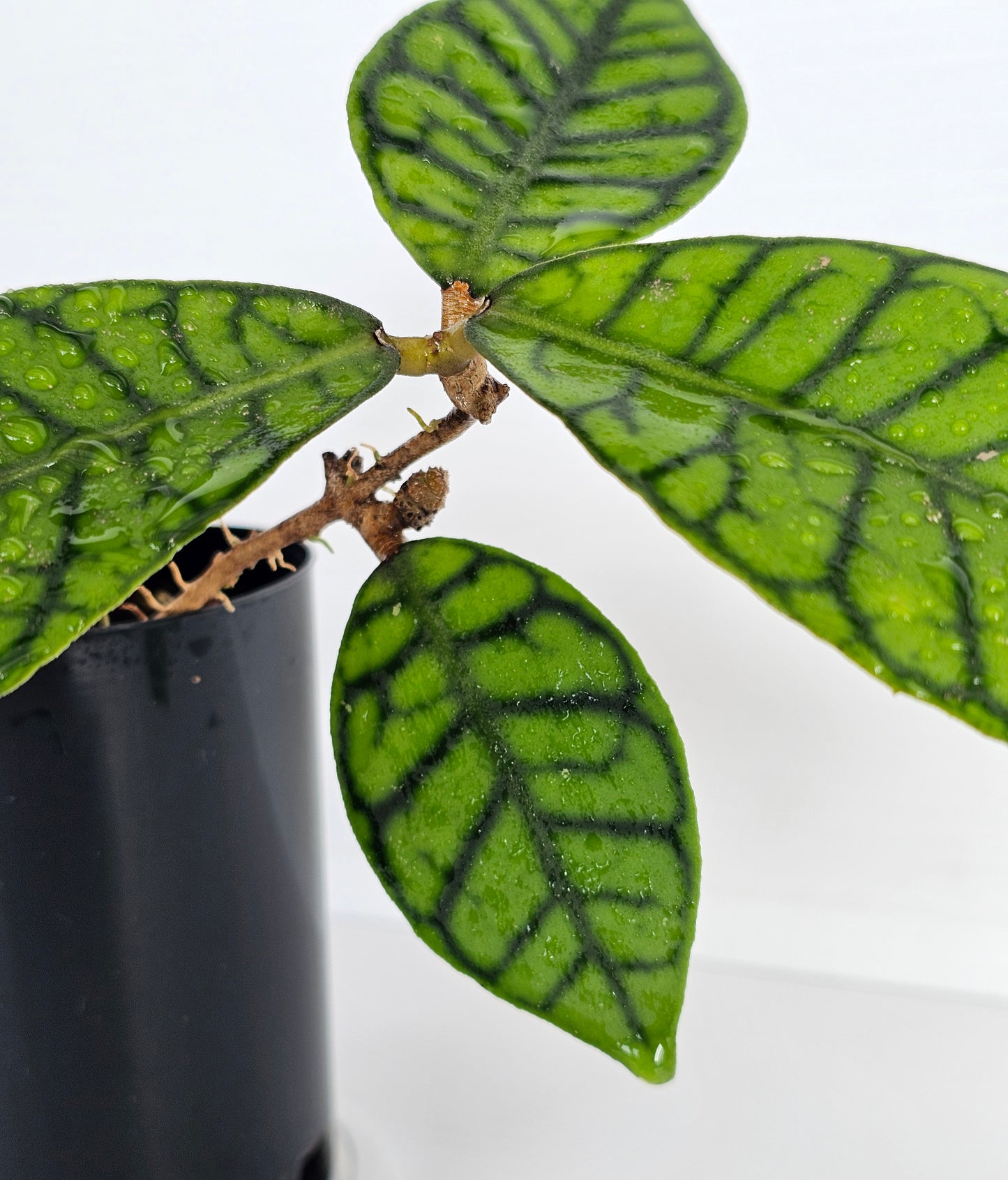 Hoya sp. Kalimantan