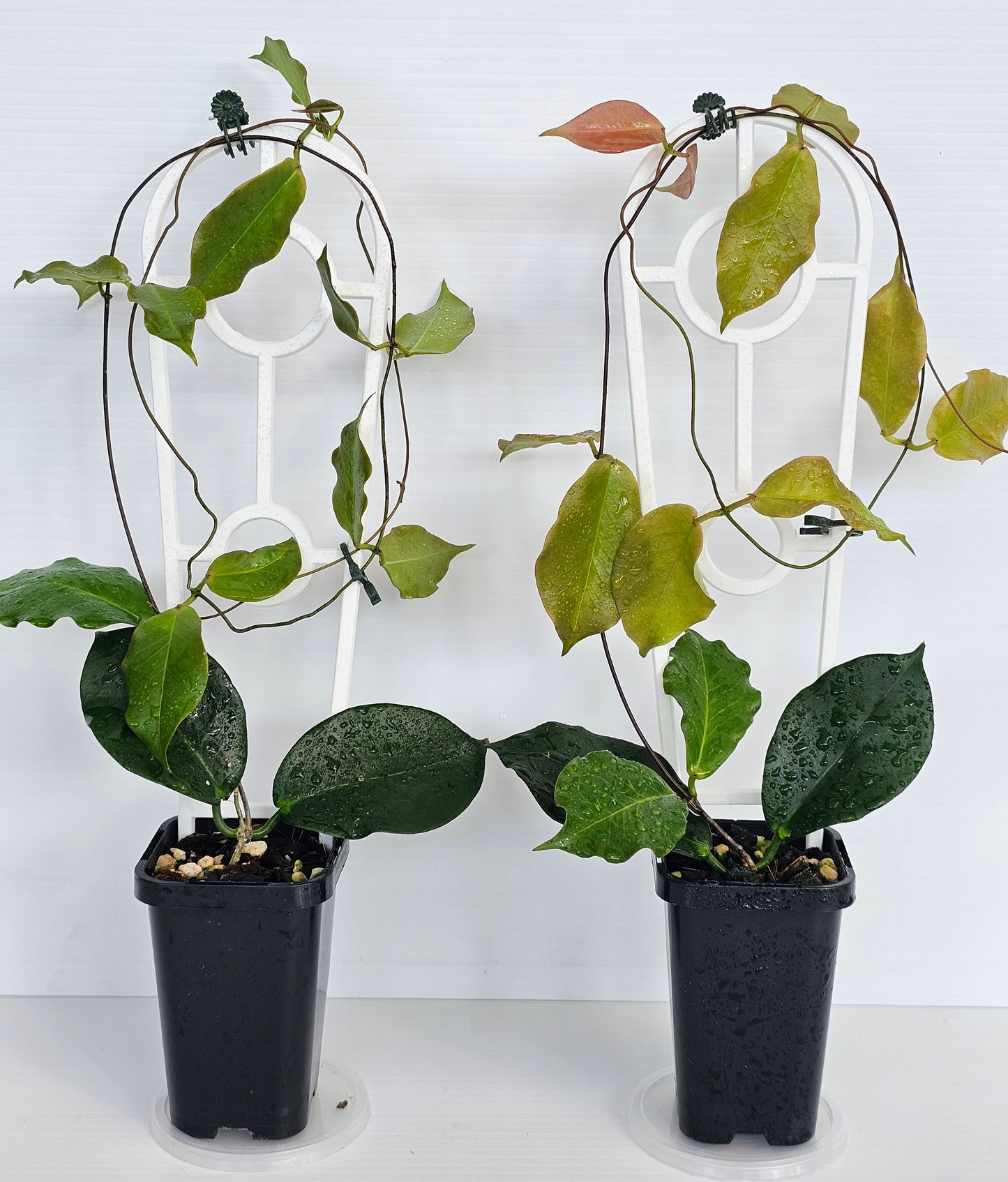 Hoya ischnopus