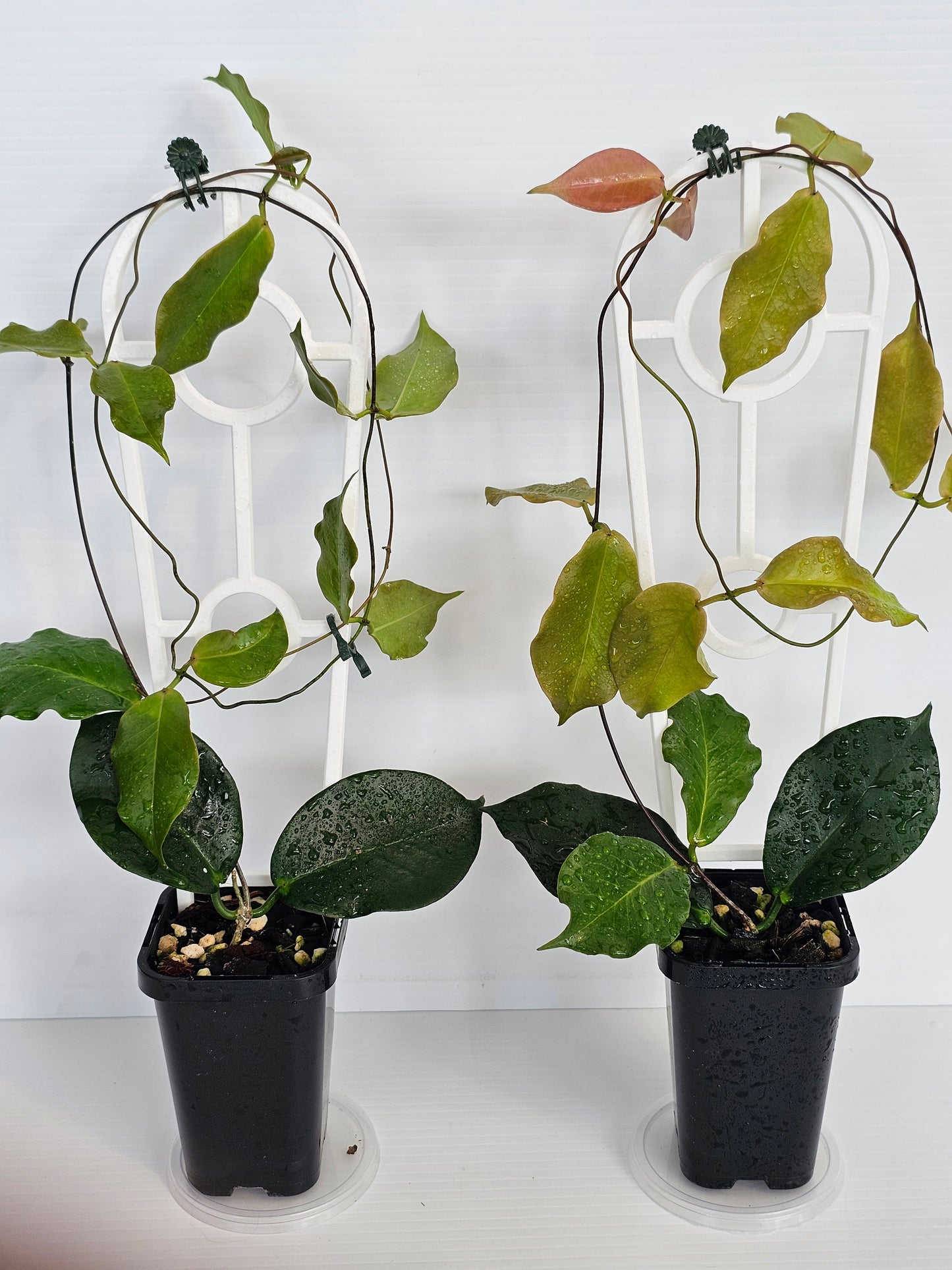Hoya ischnopus