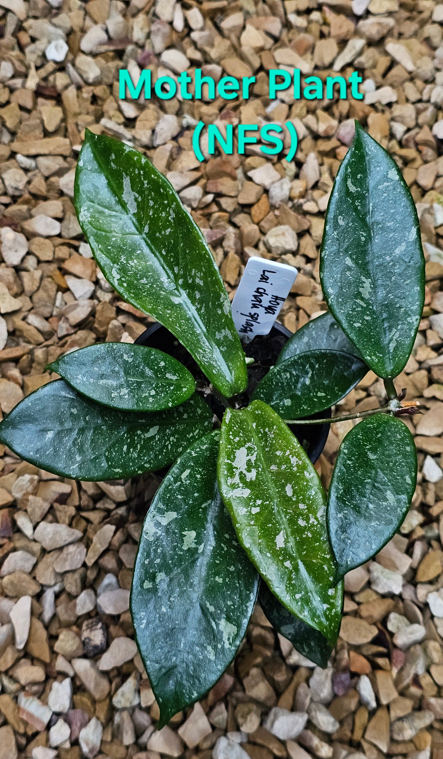 π₯π« Hoya lai chau 'Splash'π«π₯