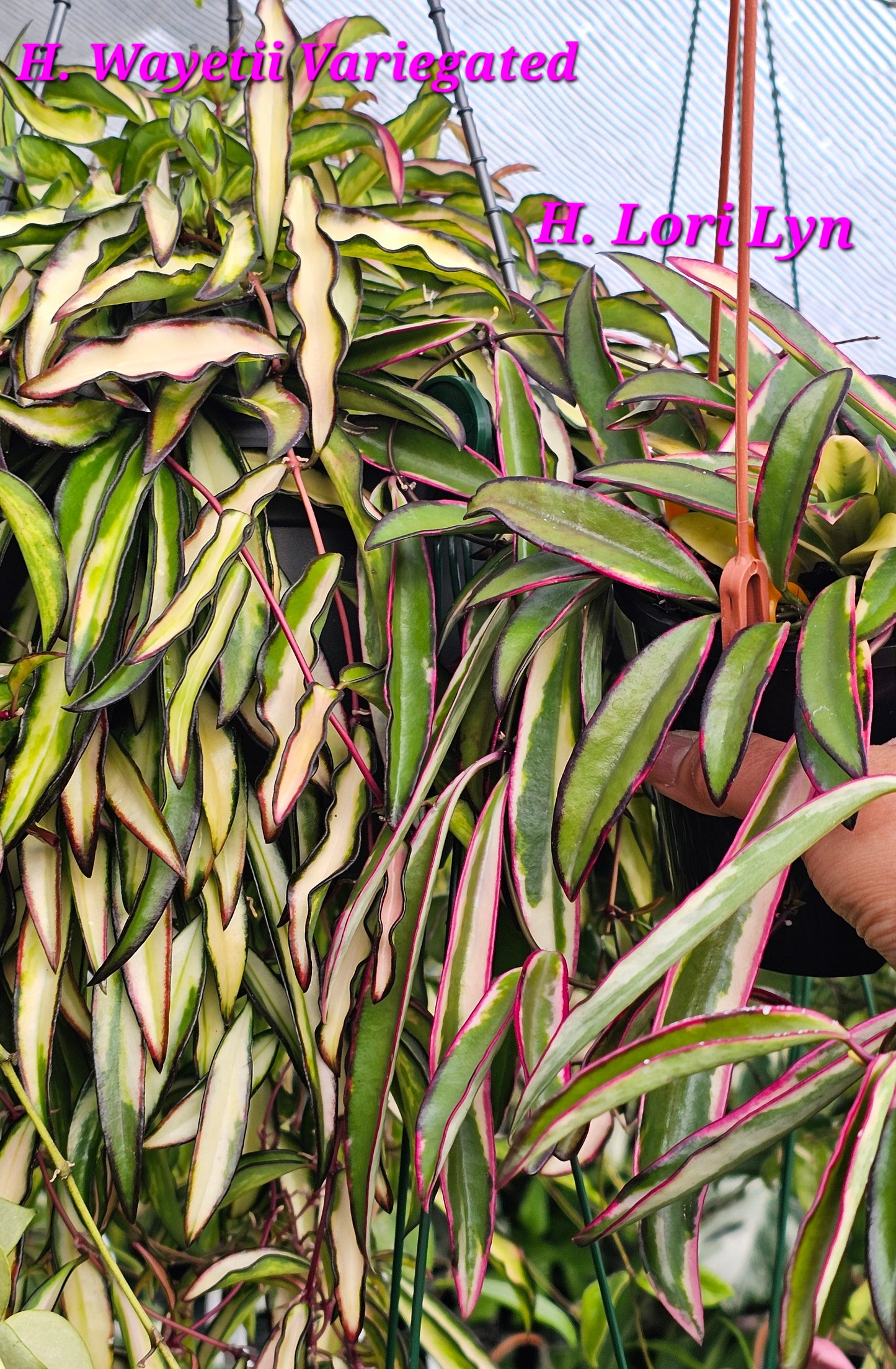 💥Hoya 'Lori Lyn'💥