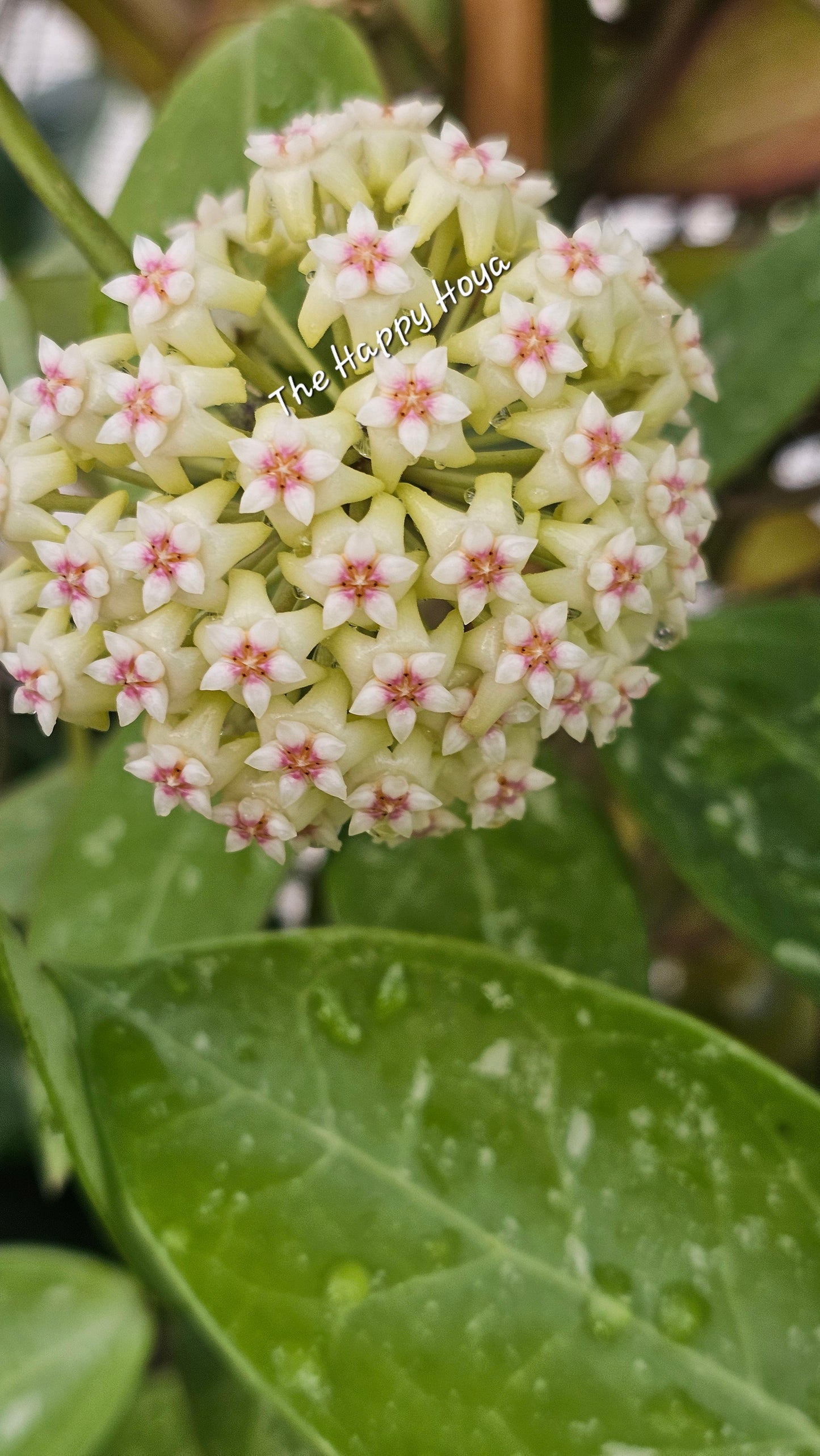 💥Hoya sp. Para Splash💥