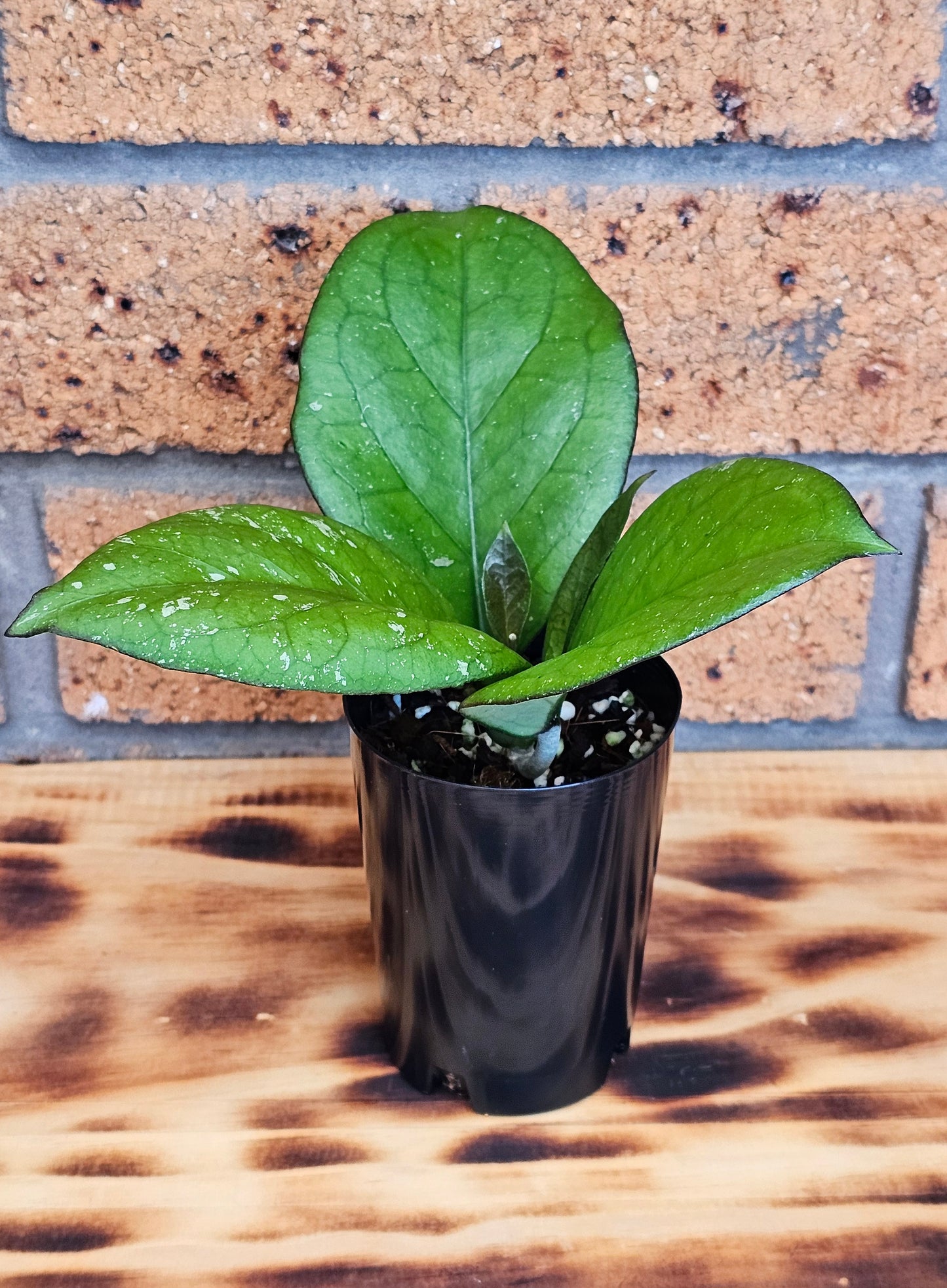 💥💫Hoya Priktai (Russia)💫💥