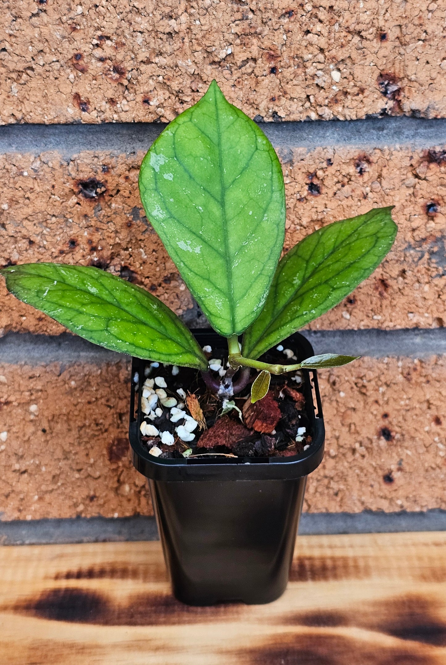 💥💫Hoya 'Irina' 💫💥