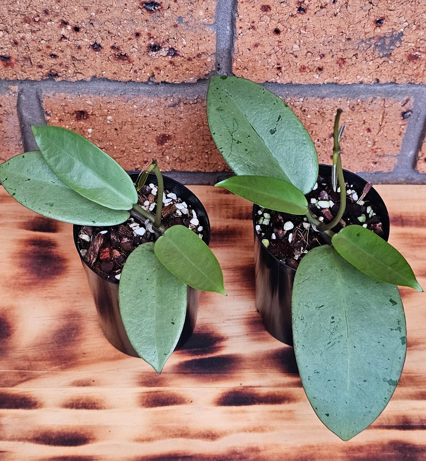 💥Hoya 'Silver Dollar'💥