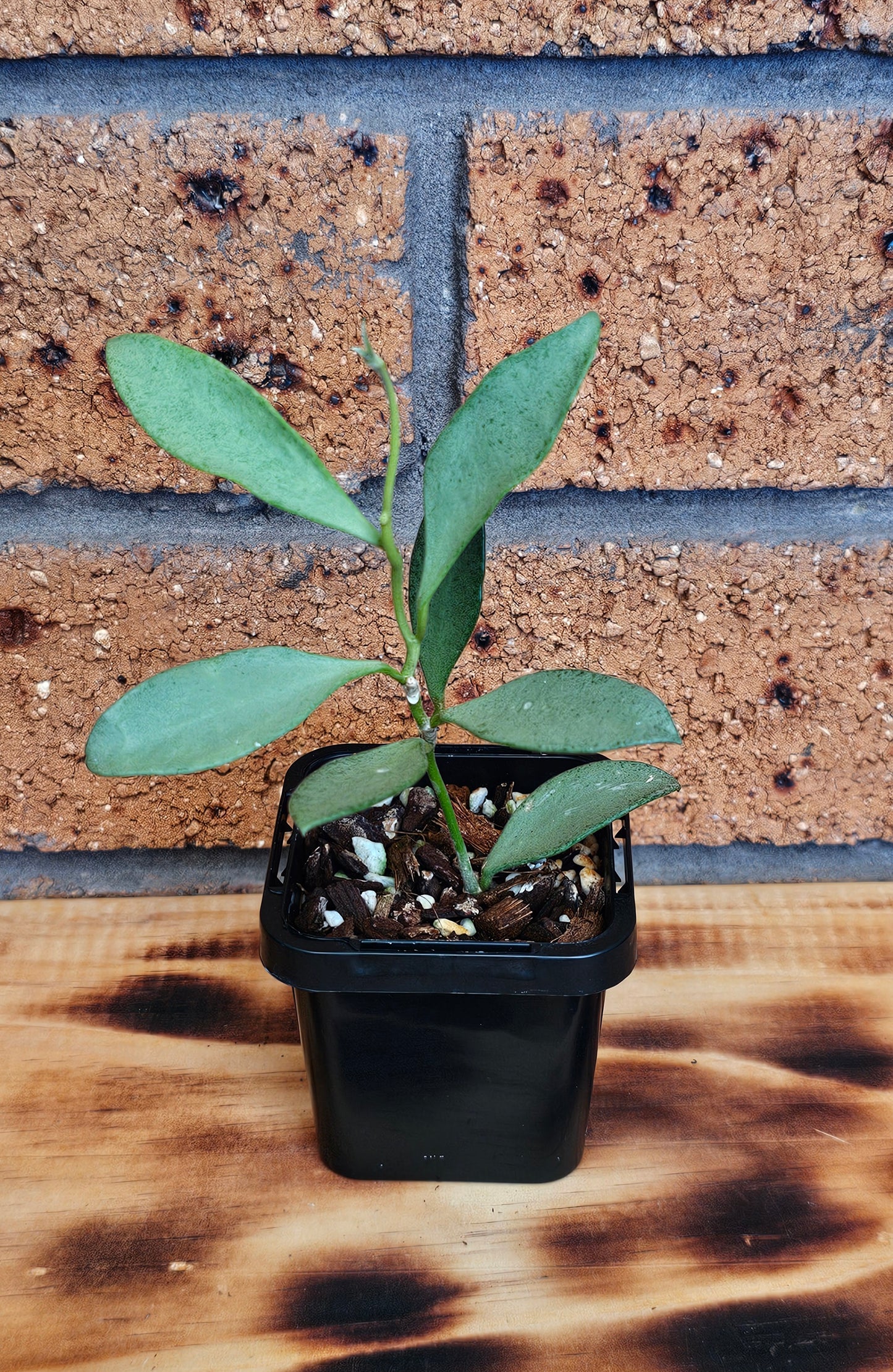 💥💫Hoya nummularioides 'Silver'💫💥