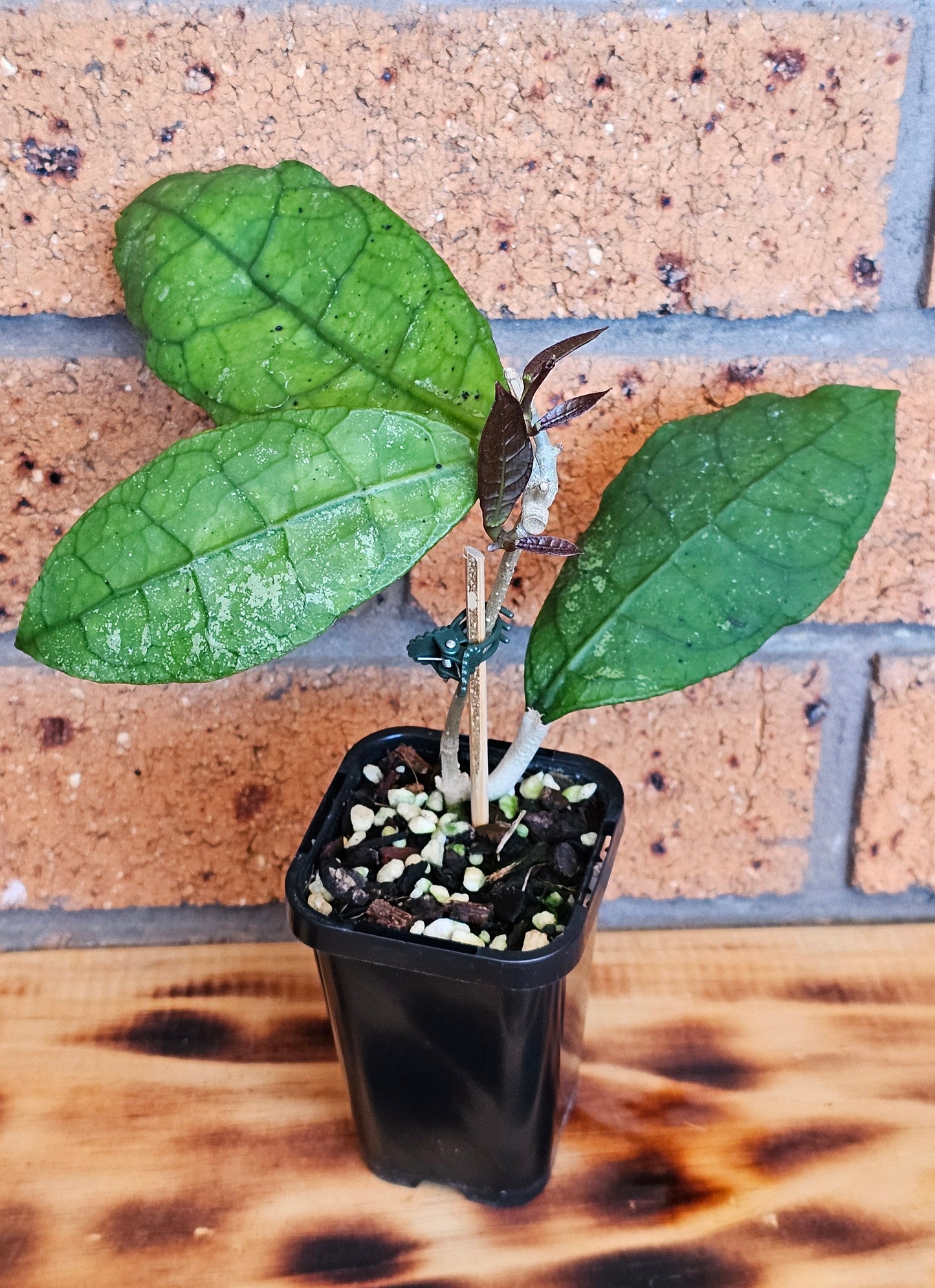 💥Hoya peninsularis (Lata iskandar)💥