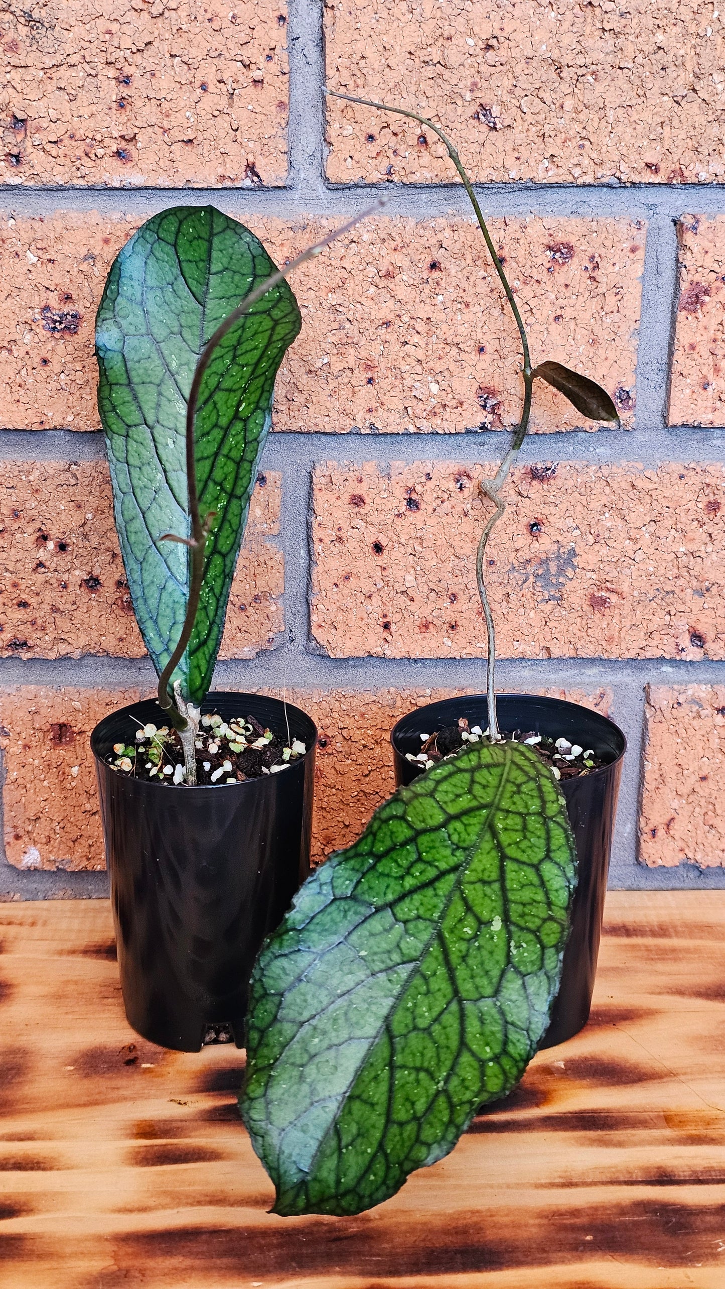 💥Hoya sp. Lampung💥