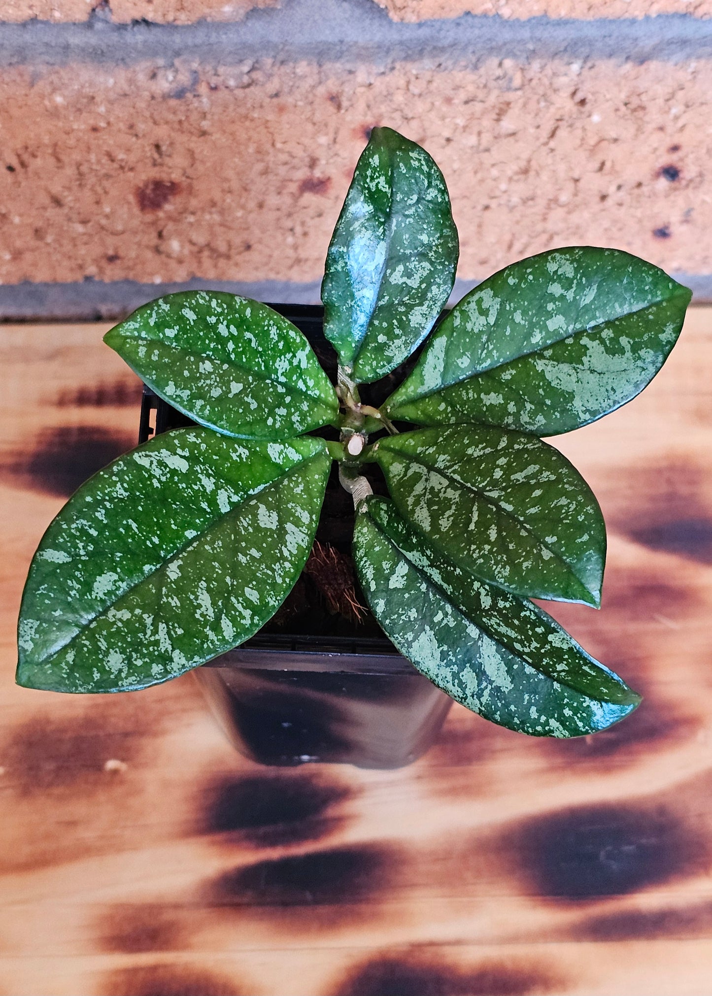 Hoya crassipetiolata 'Splash'