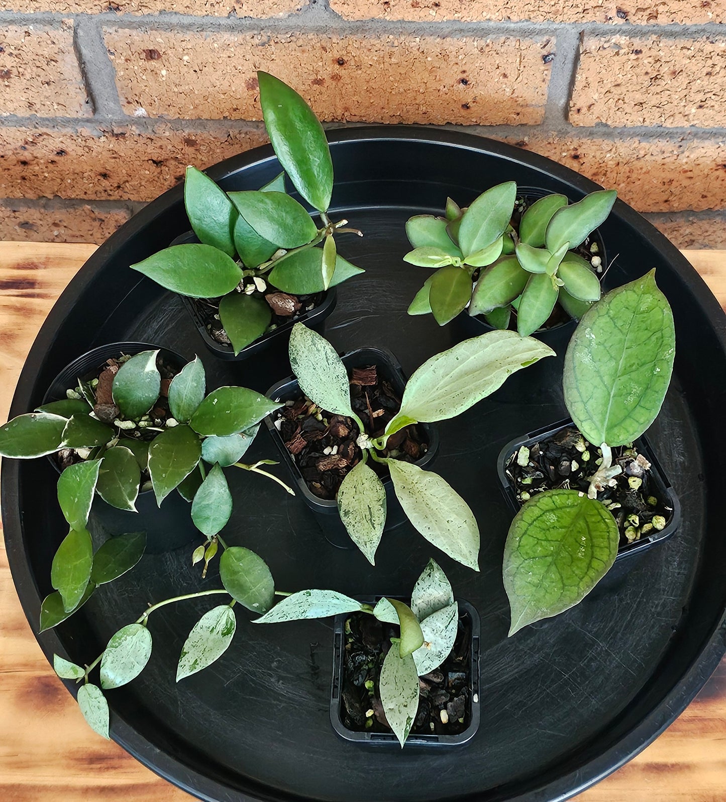 🌿🌸Hoya Spring Bundle Pack🌸🌿