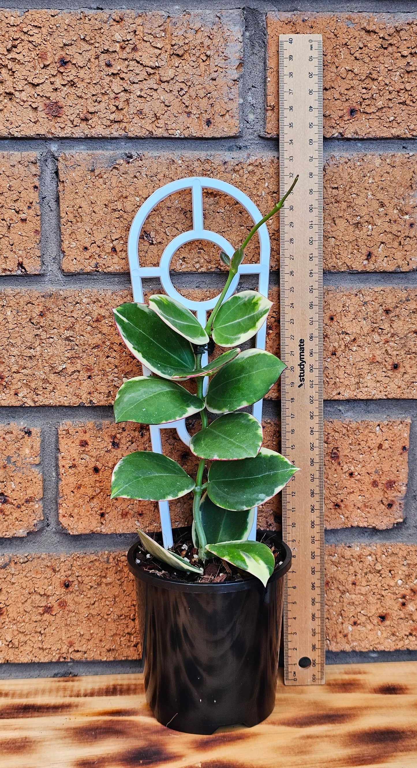 π₯π« Hoya Sp Para Albomarginata π«π₯#2