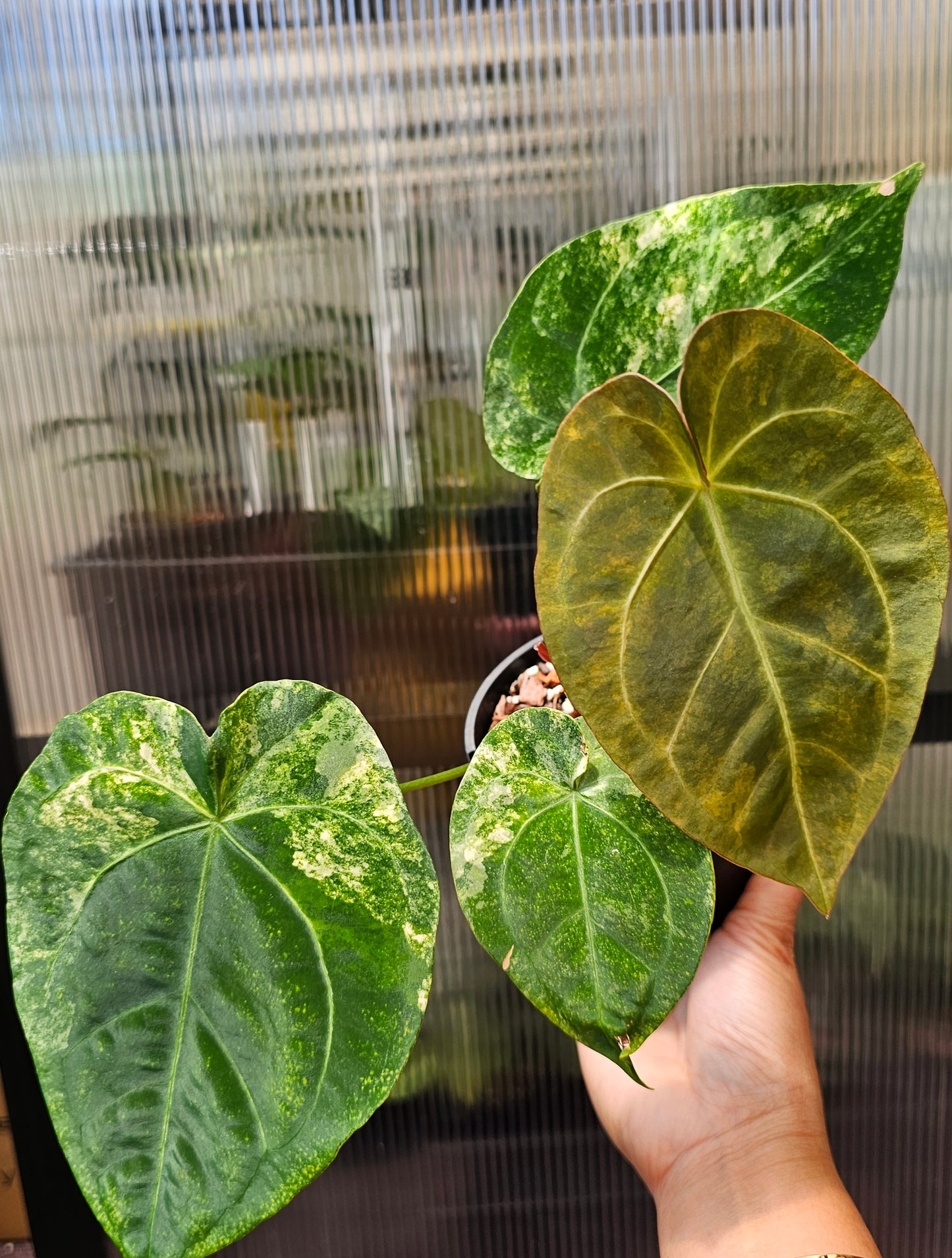 π«πΏ Variegated Anthurium forgetii xπΏπ« #1