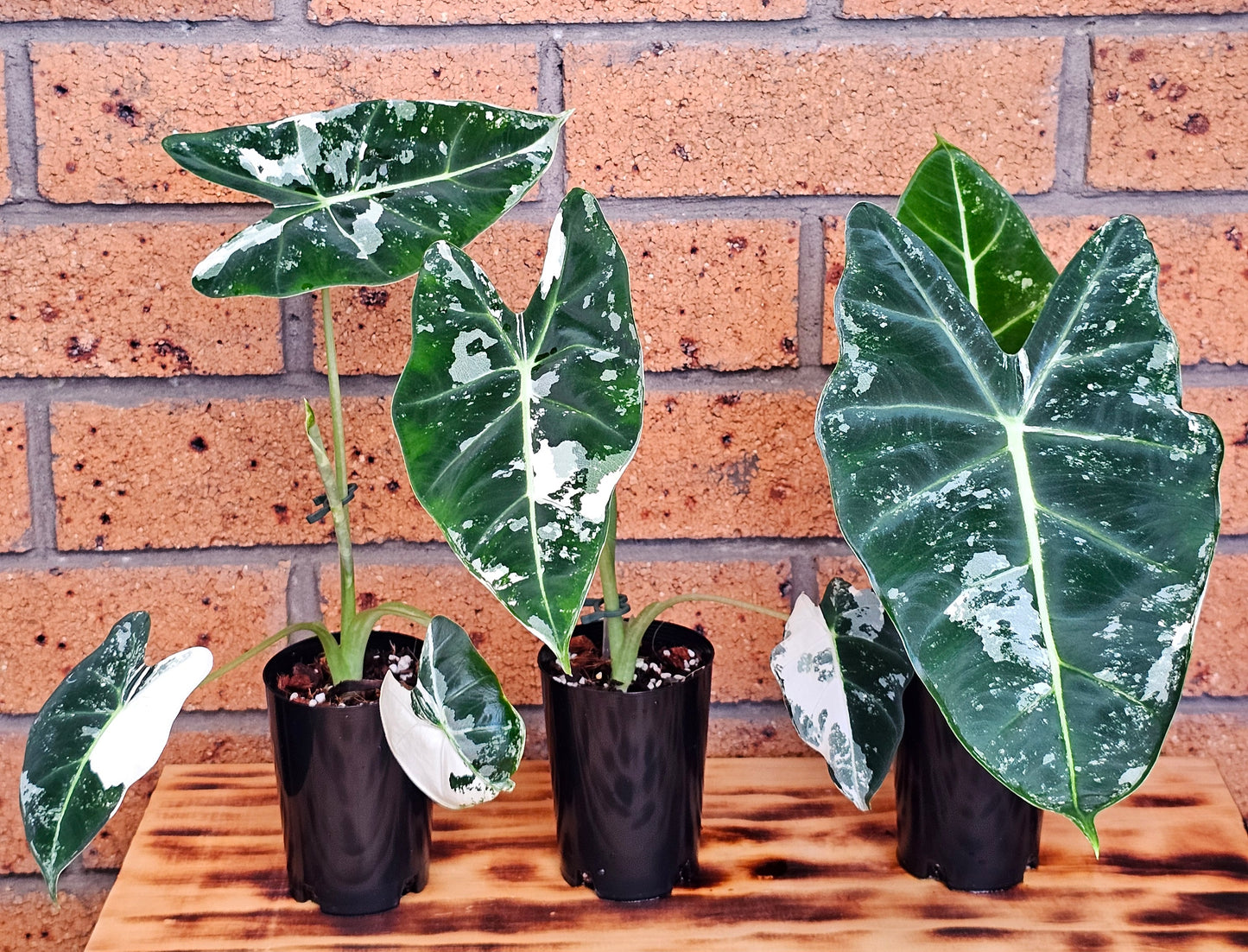 🪴Alocasia frydek 'Variegated'🪴