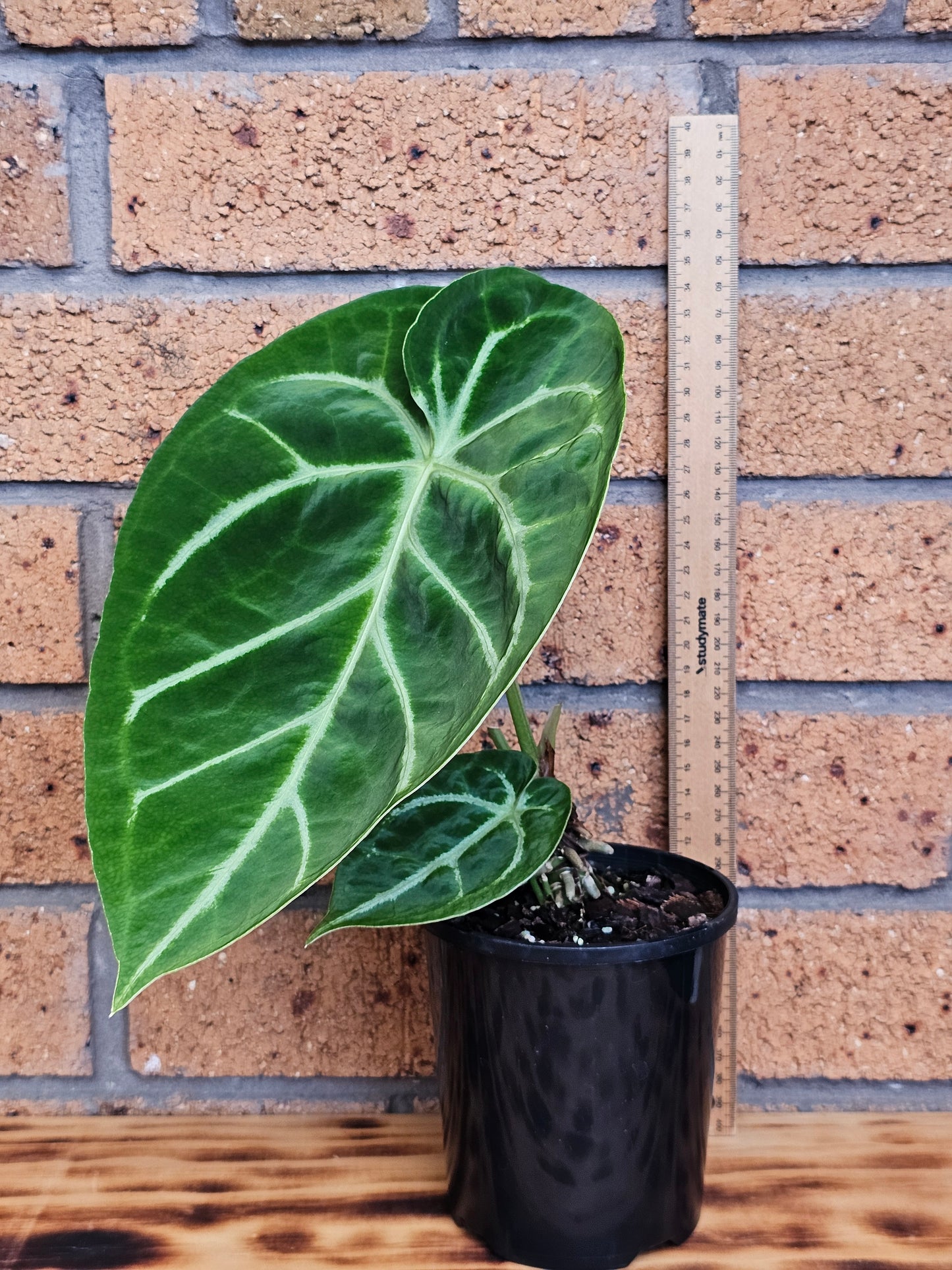 🪴Anthurium doroyaki x🪴