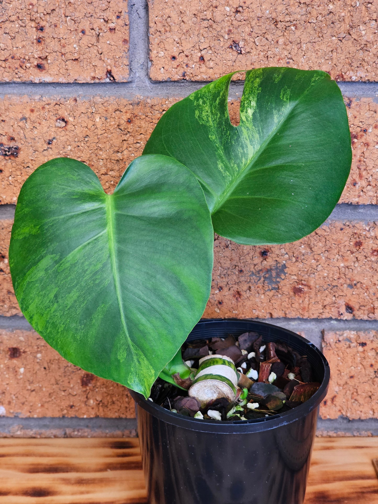 πͺ΄π« Monstera deliciosa 'Aurea' (Large Form)π«πͺ΄