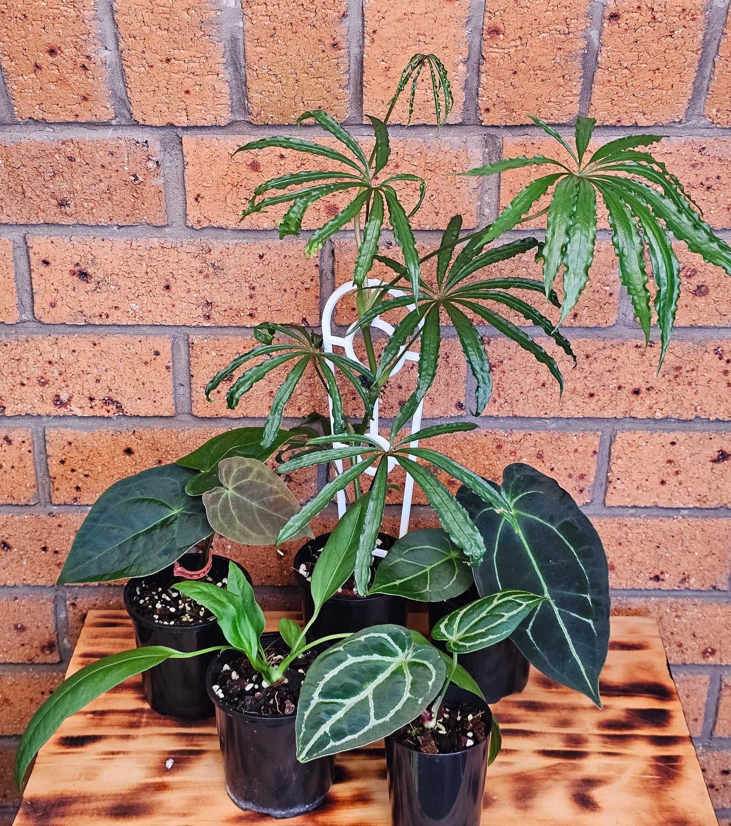 🪴 Anthurium Summer Bundle Pack 🪴 #1