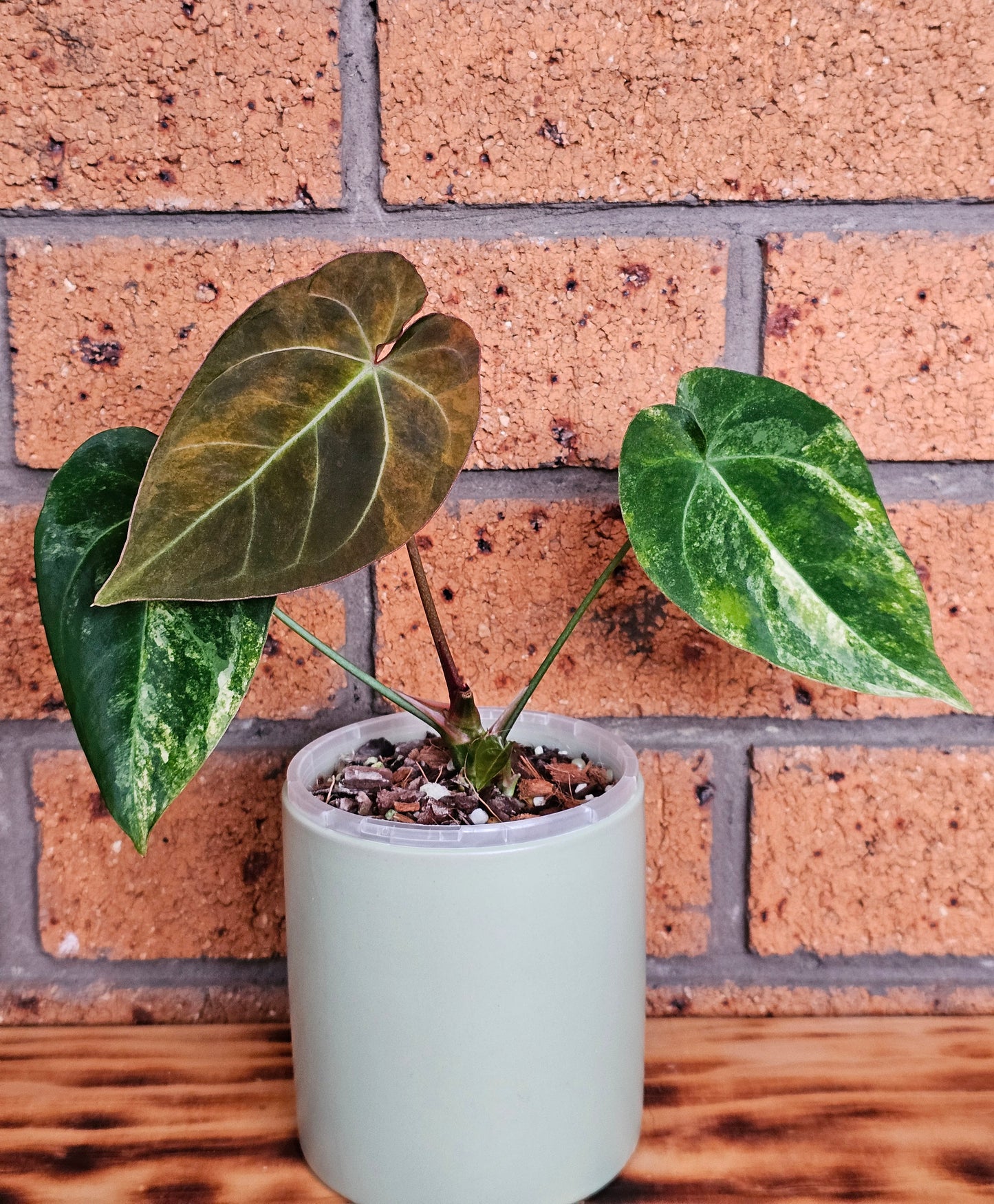 🪴💫 Variegated Anthurium forgetii x 💫🪴 #2