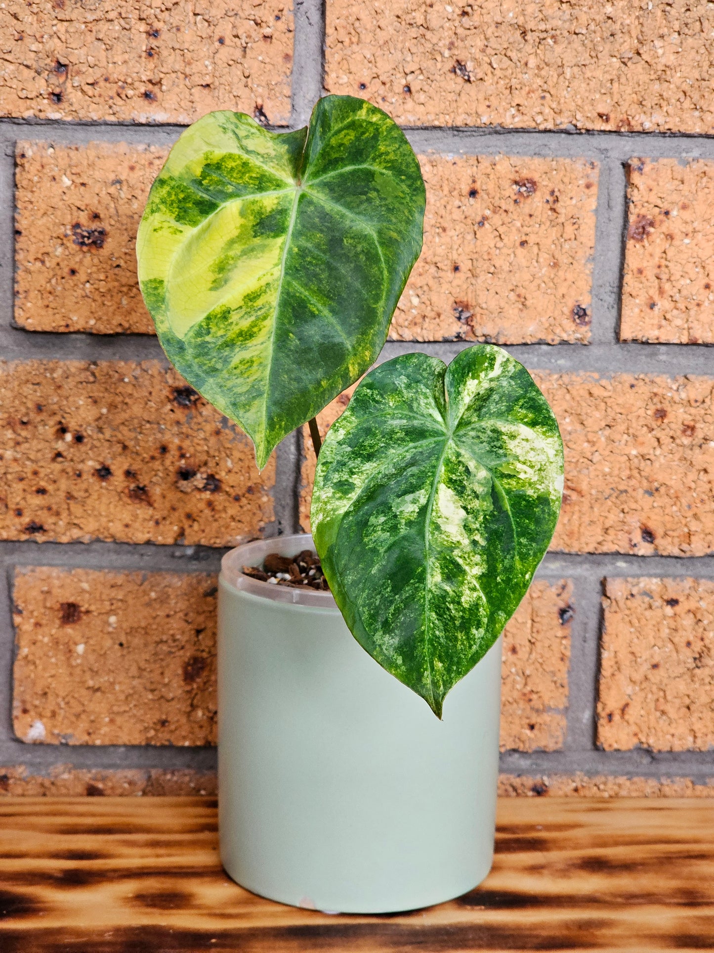 🪴💫Variegated Anthurium forgetii x 💫🪴 #3