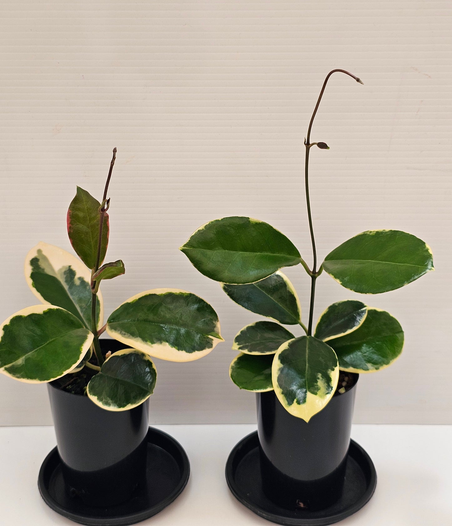 Hoya australis 'Outer Variegated' Blondie