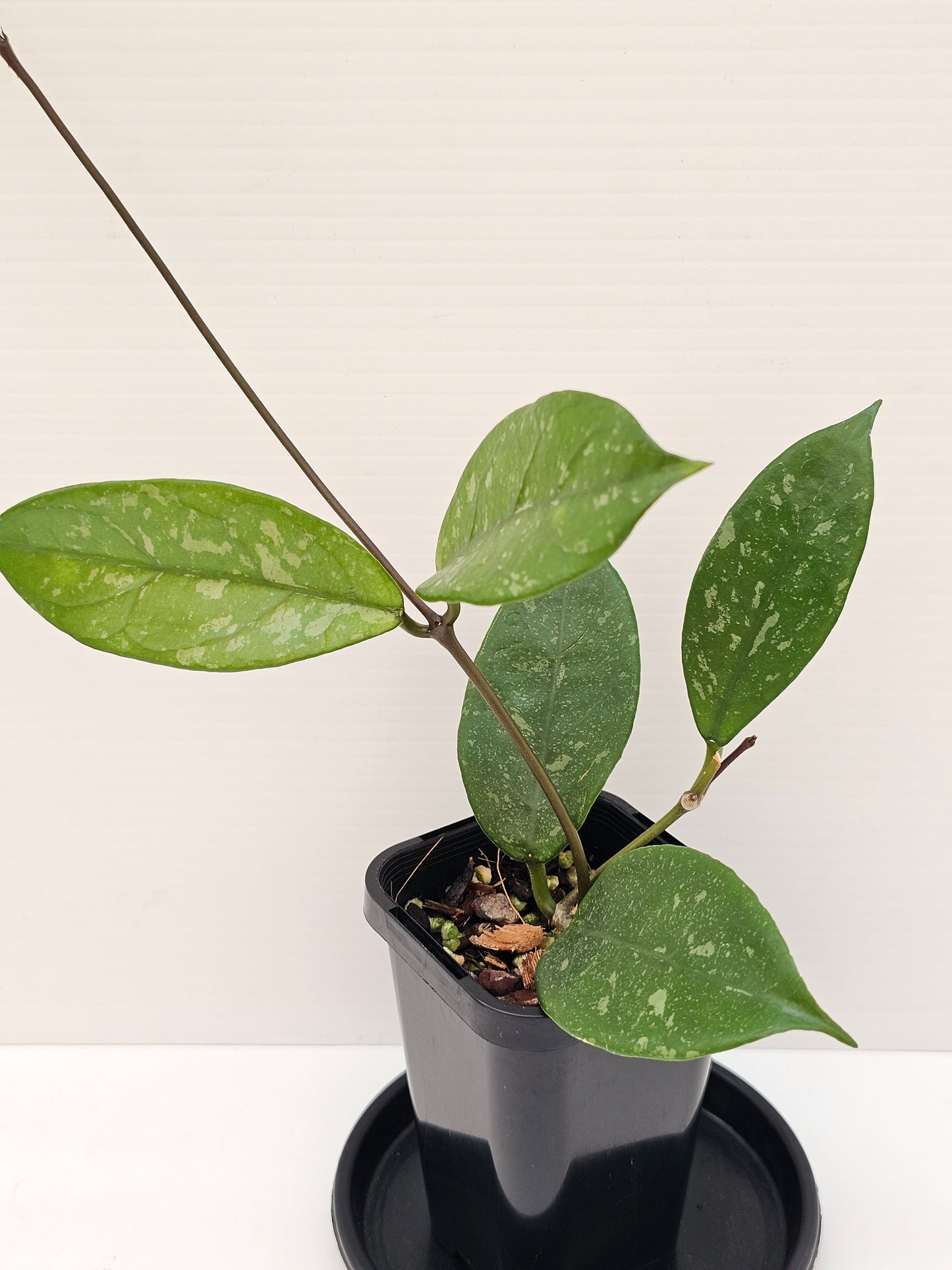 Hoya lai chau 'Splash'