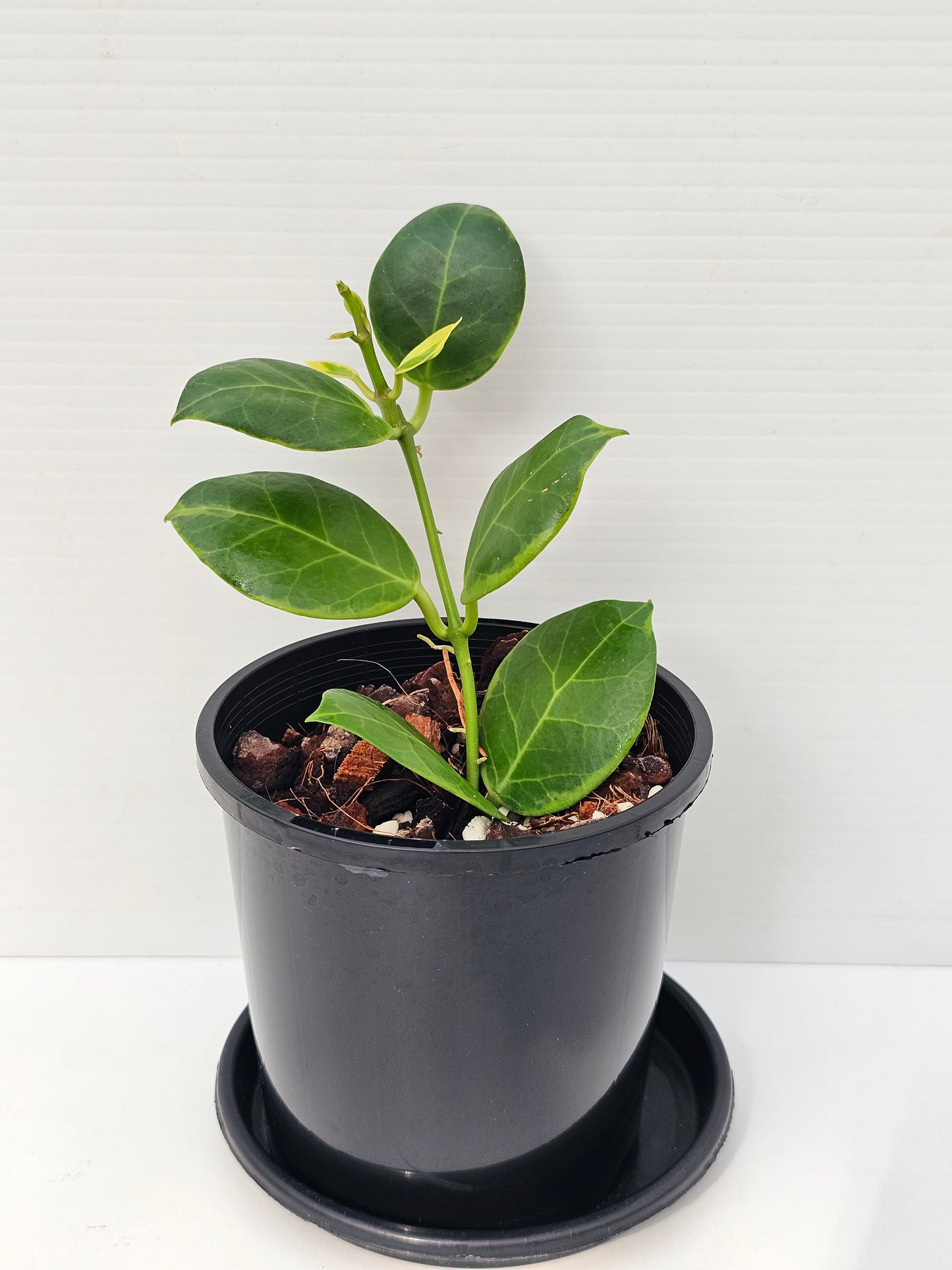 Hoya obscura 'Albomarginata'