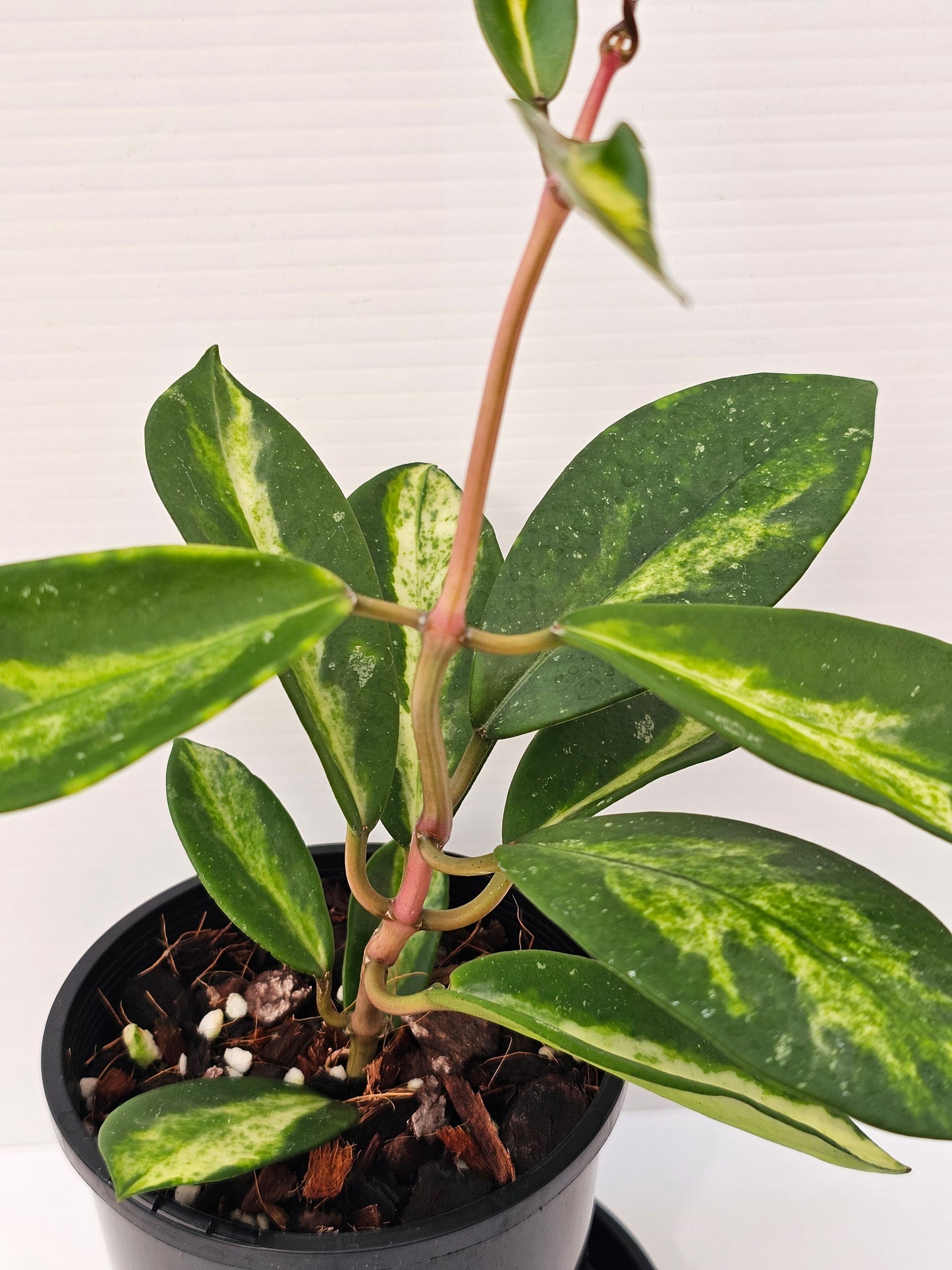 Hoya diversifolia 'Variegated'