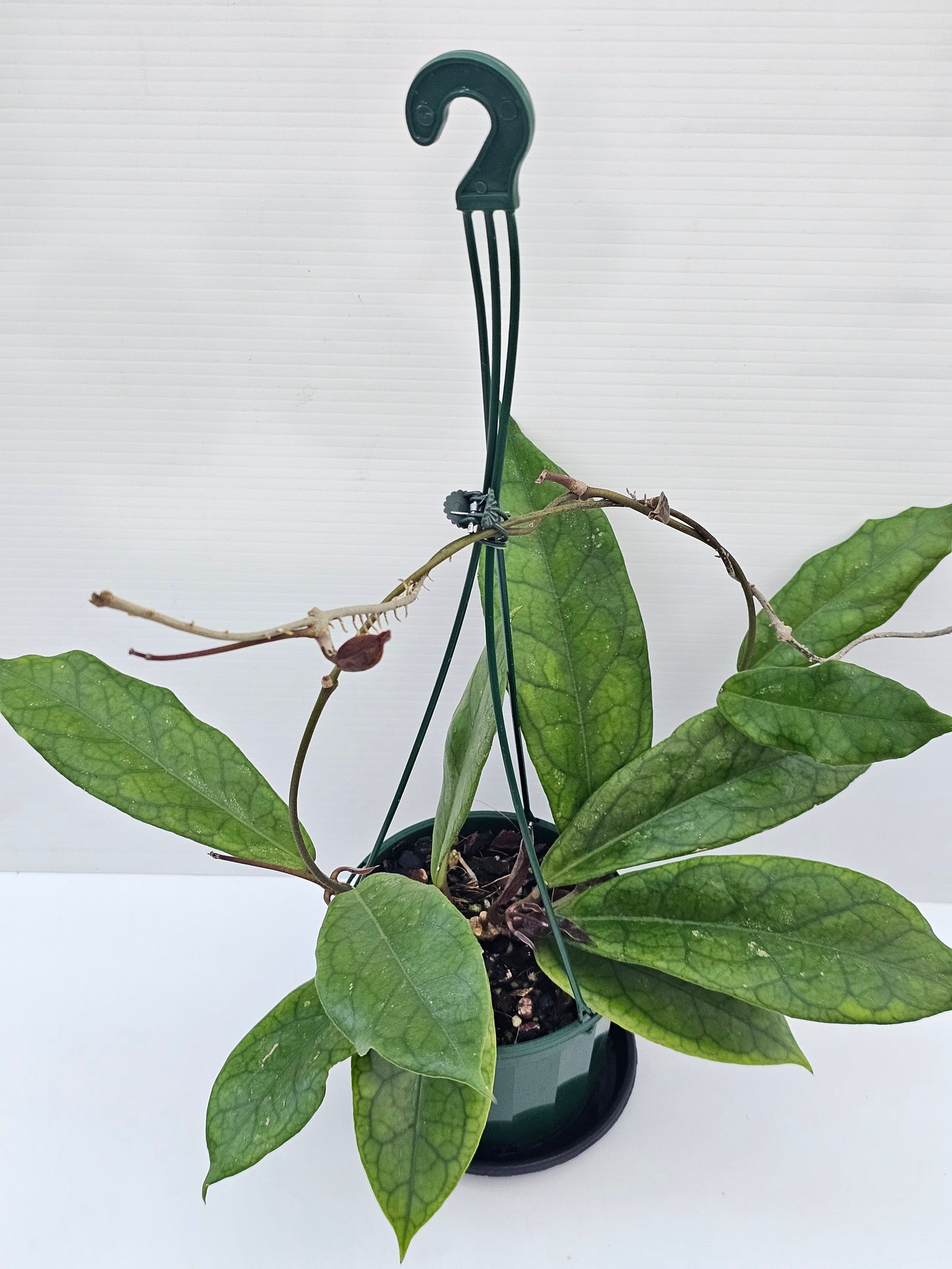 Hoya 'Estrella Waterfall' (Hanging Basket)