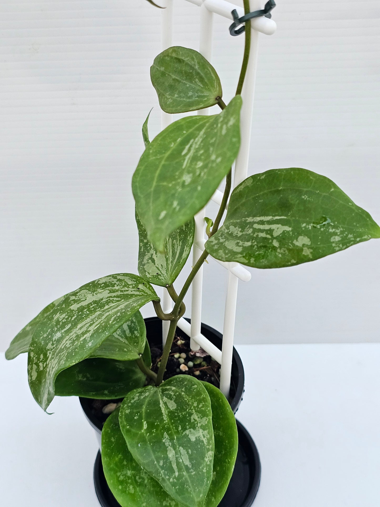 Hoya latifolia 'Snow Queen'