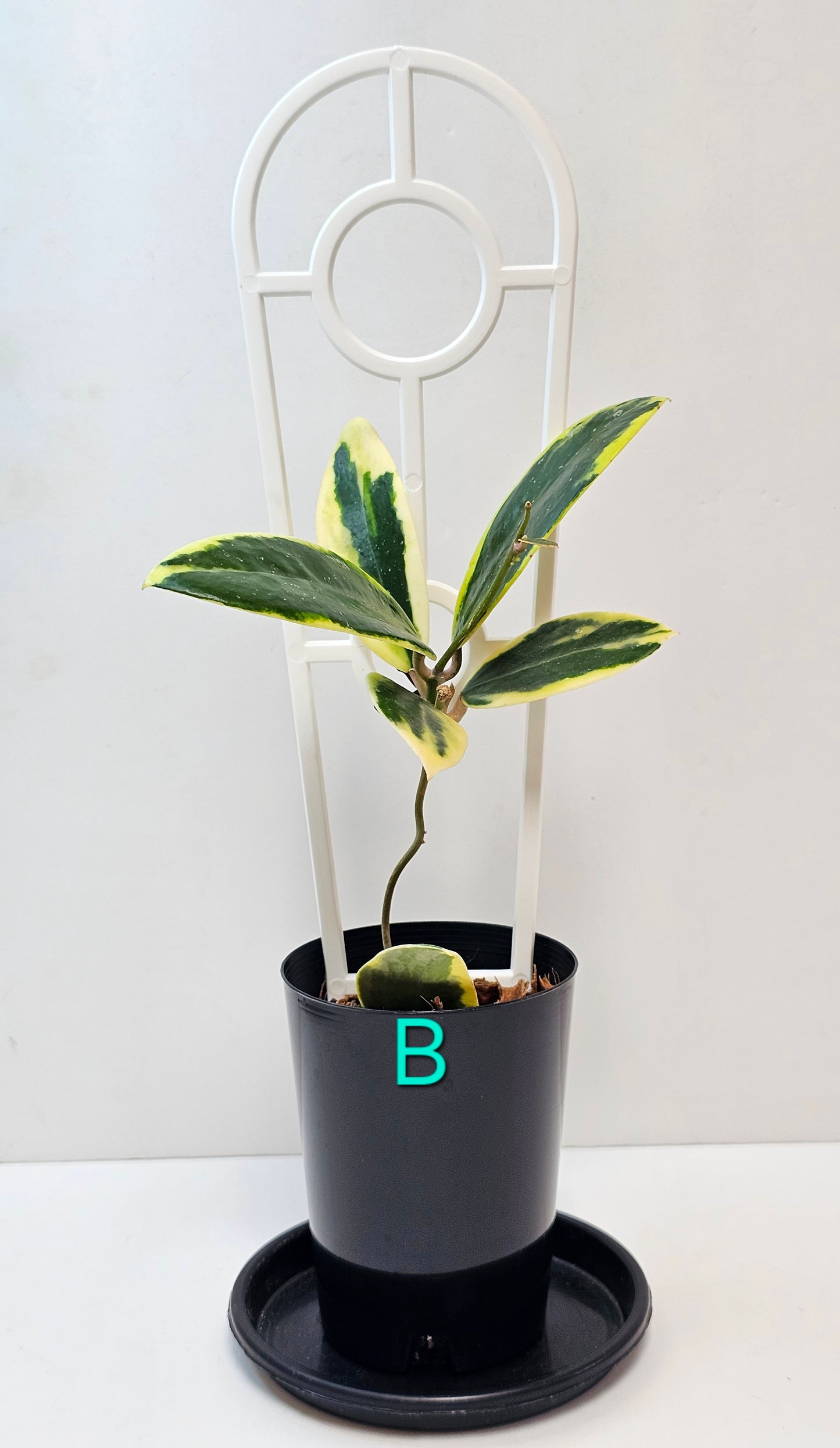 Hoya verticillata Albomarginata