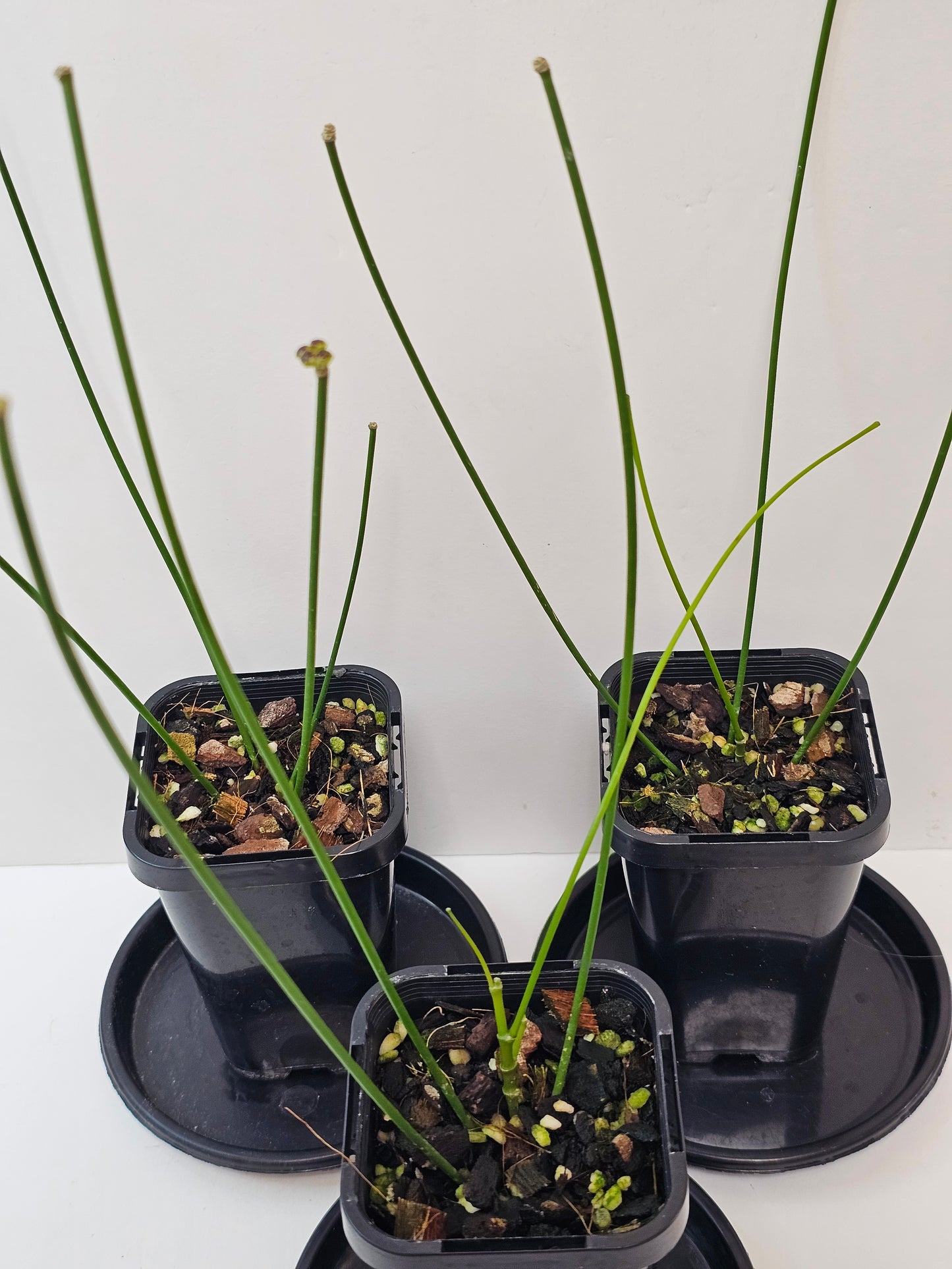 Hoya spartioides (The leafless Hoya)