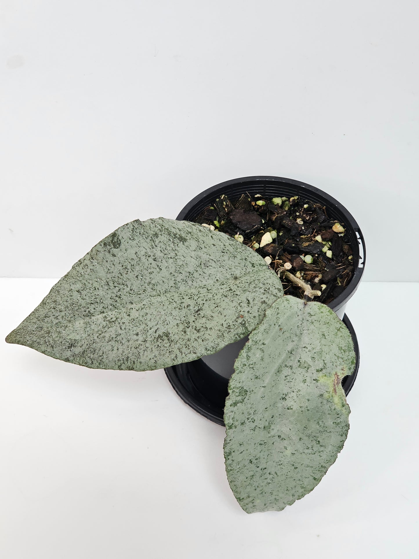 Hoya caudata Argene (Ultra Rare)