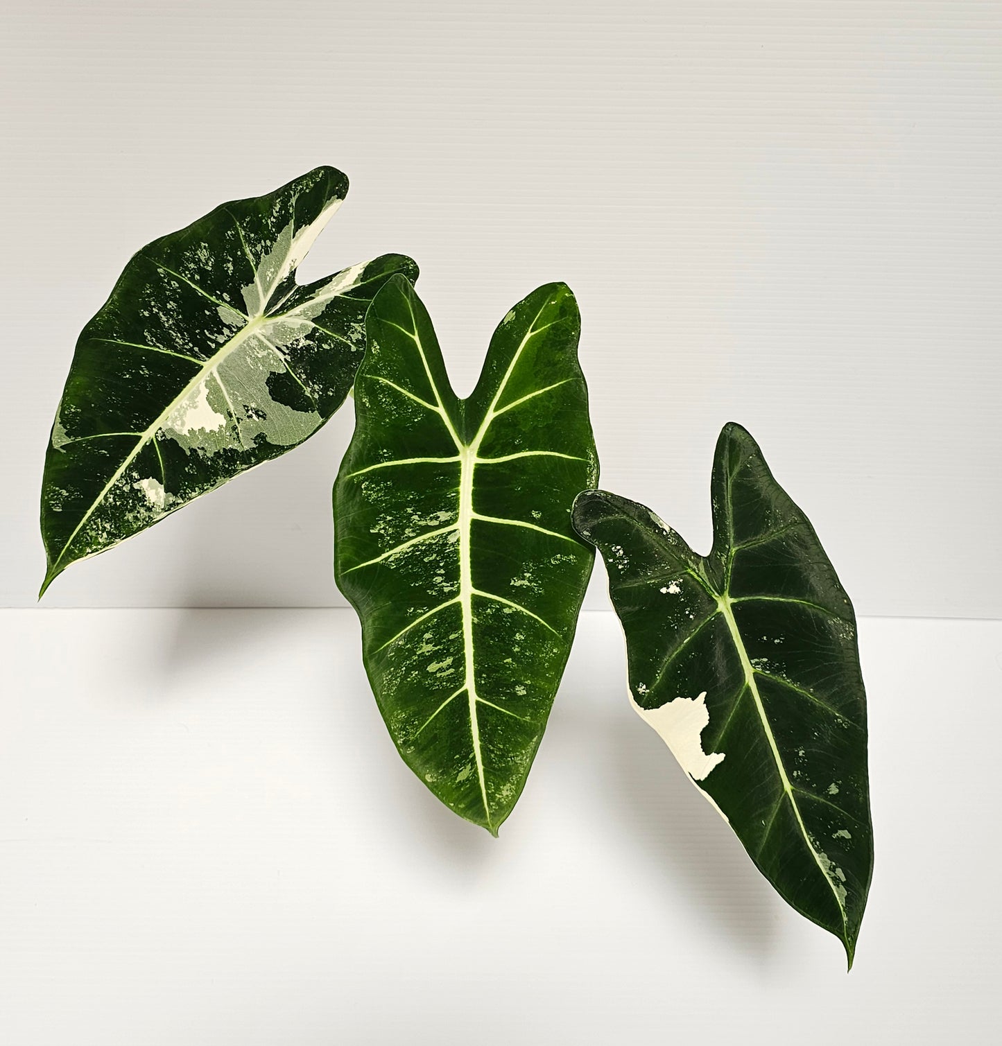 Alocasia frydek variegated (Green Velvet Variegated)