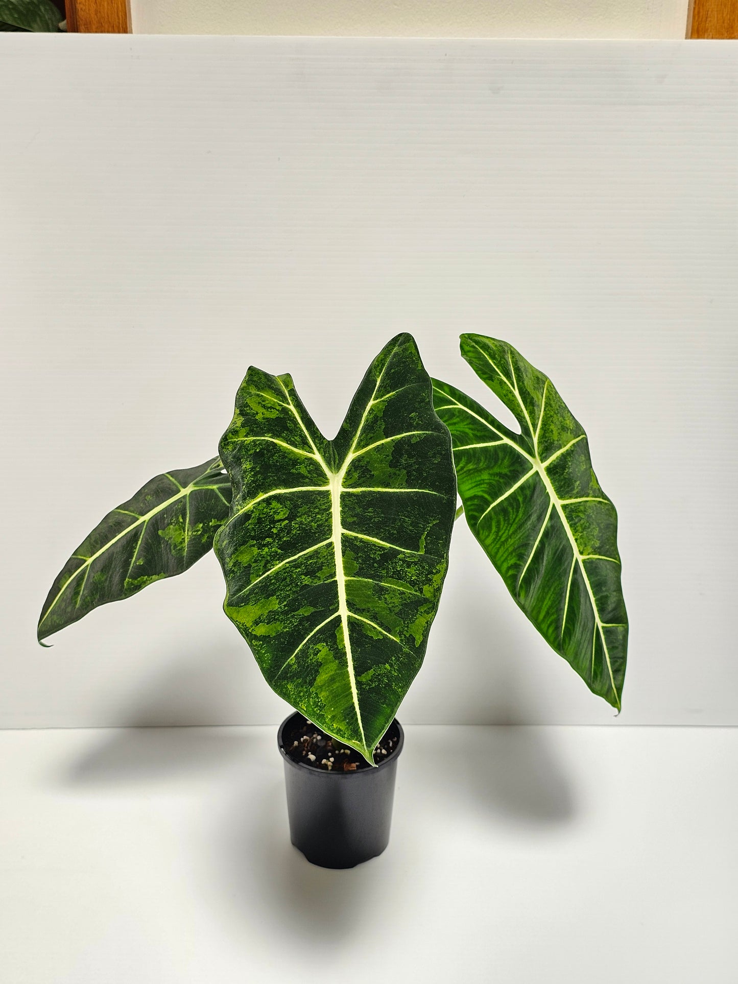 Alocasia frydek 'Aurea' (Green On Green)
